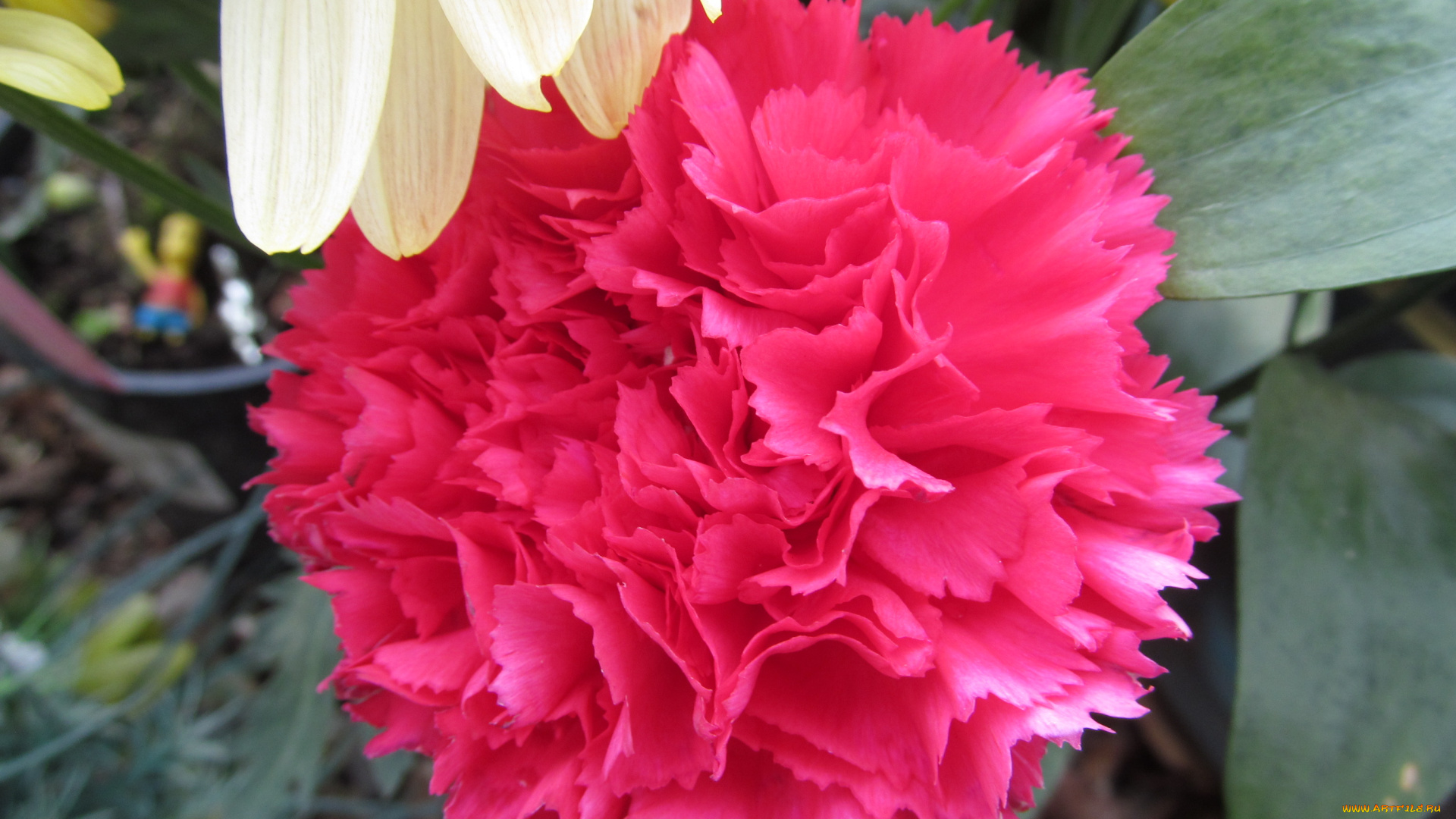 цветы, гвоздики, розовый