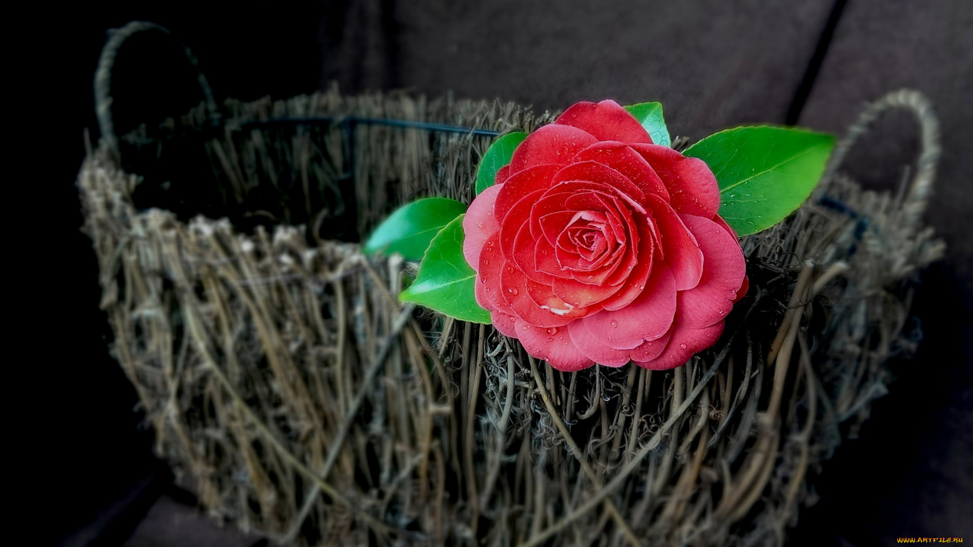 цветы, камелии, корзинка, красный