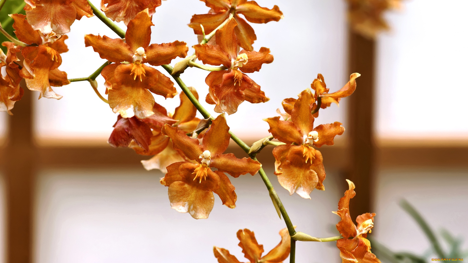 цветы, орхидеи, оранжевый, ветка