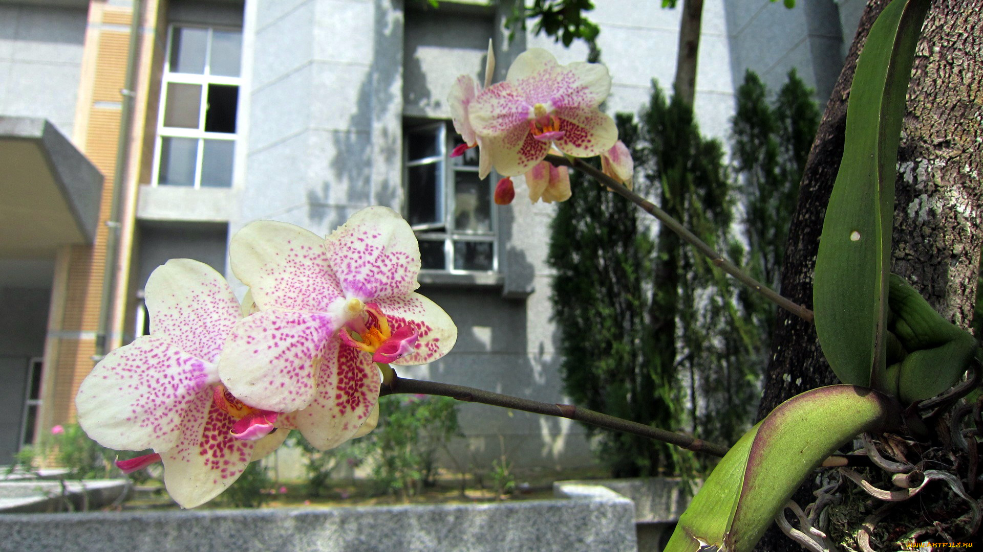 цветы, орхидеи, пестрый