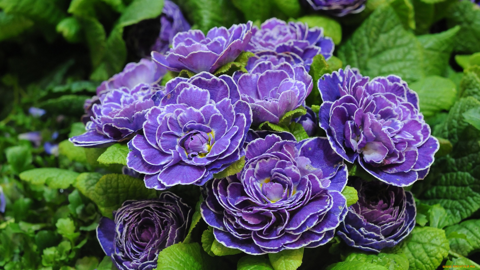 цветы, примулы, фиолетовый, кудрявый