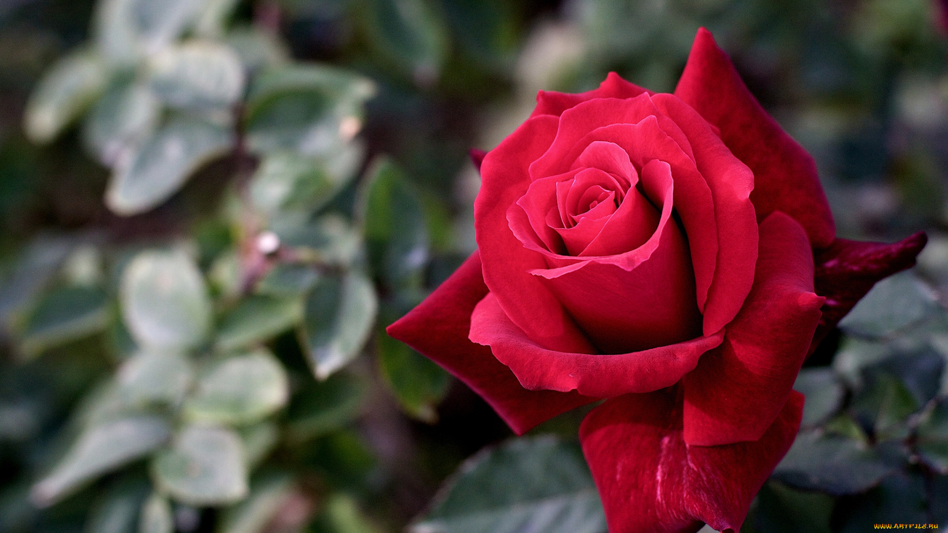 цветы, розы, красный, лепестки