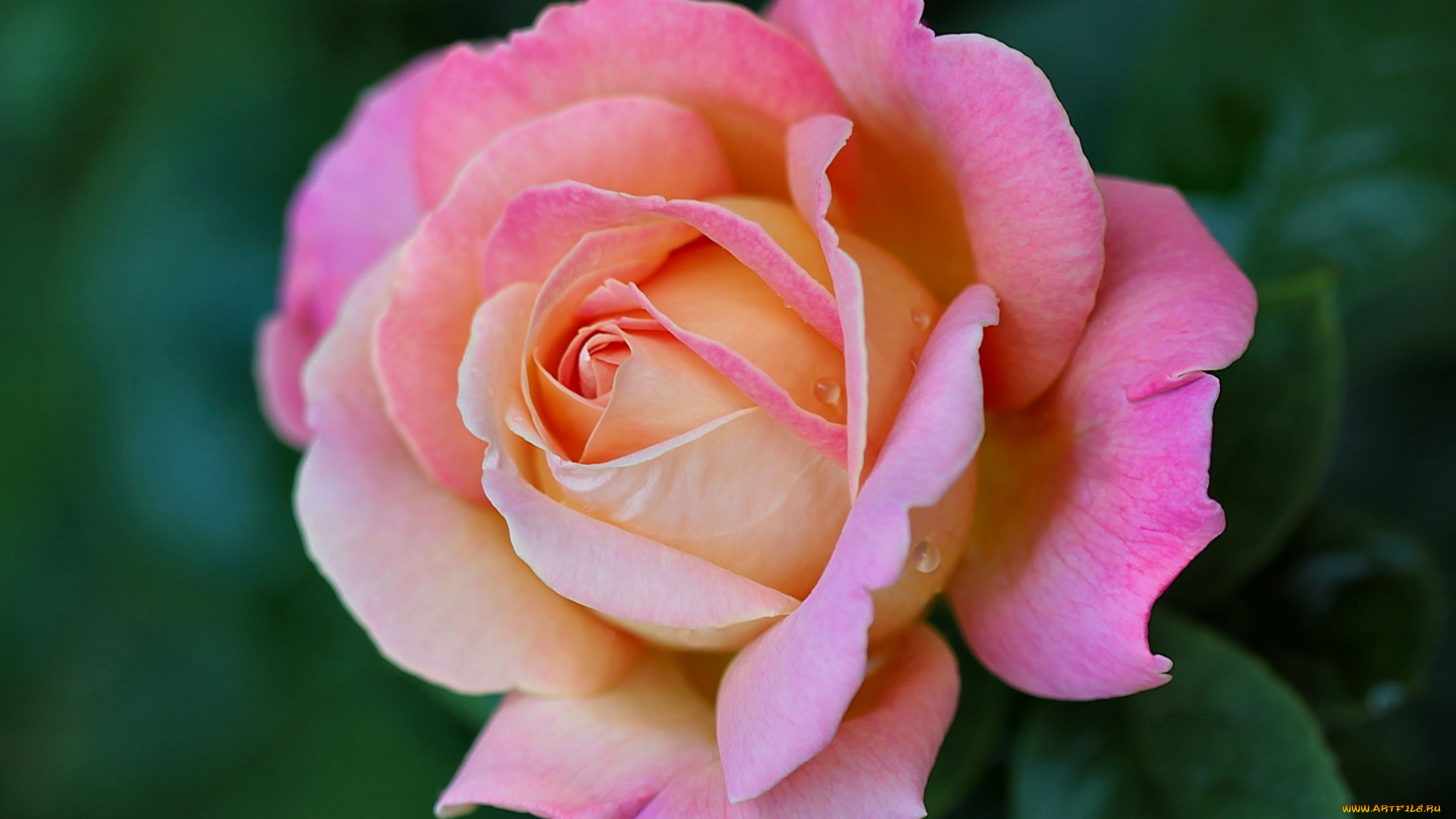 цветы, розы, лепестки, красота