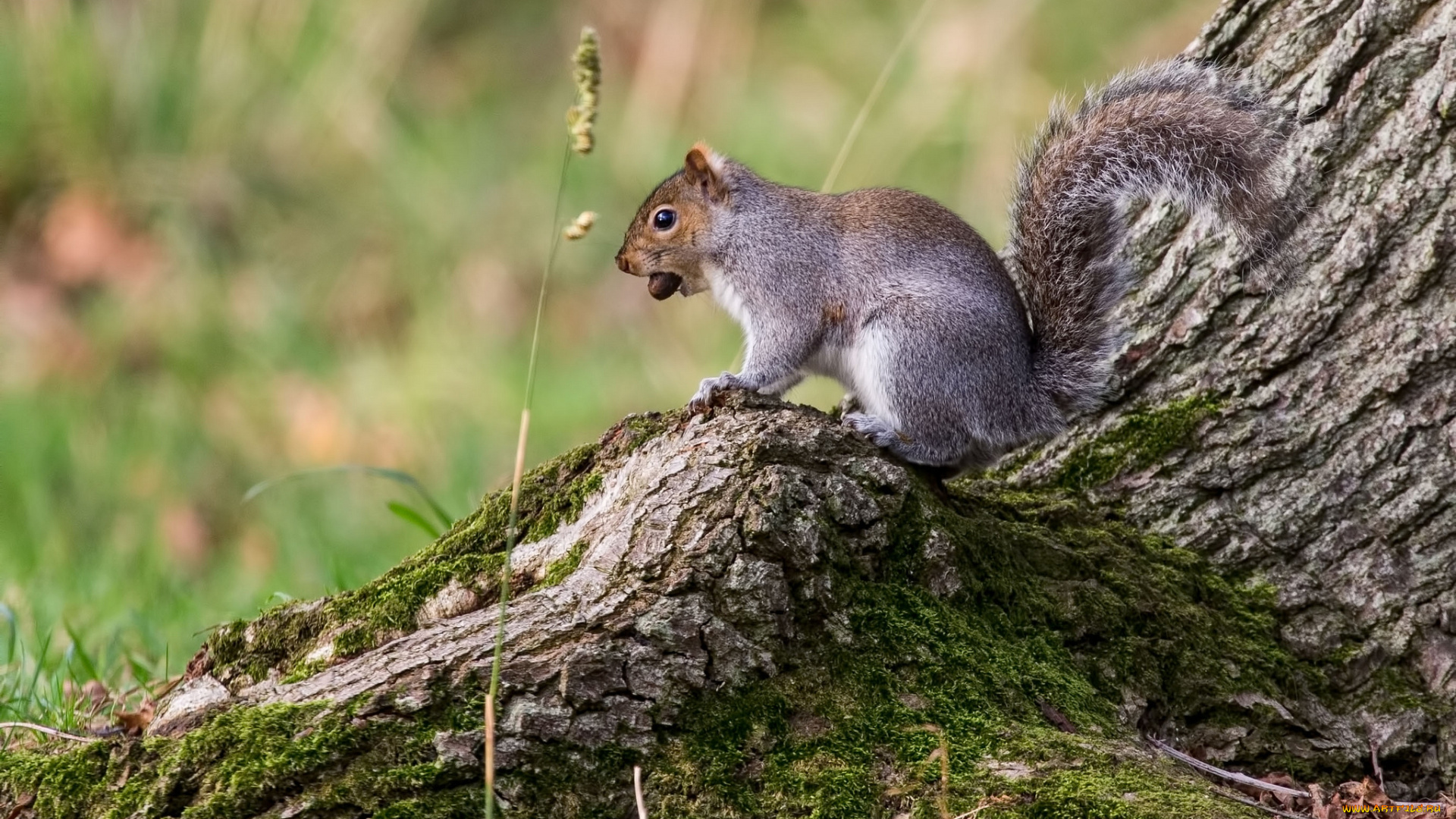 животные, белки, дерево, мох, травинка