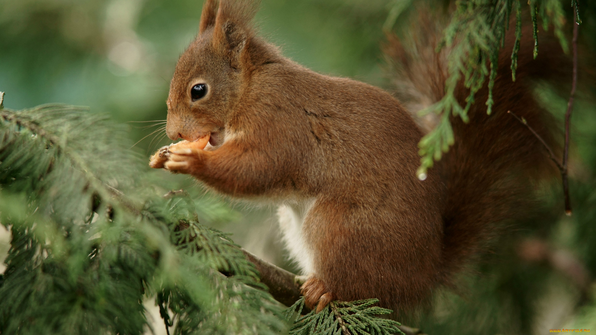 животные, белки, рыжая, елка