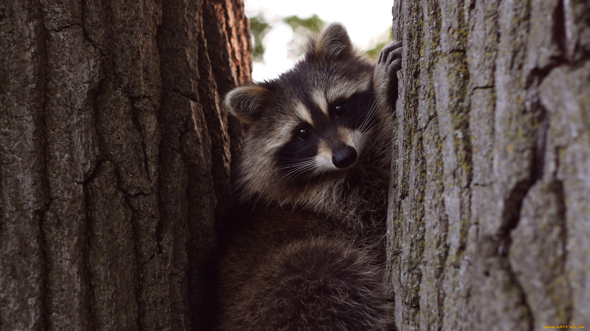 животные, еноты, дерево, мордочка