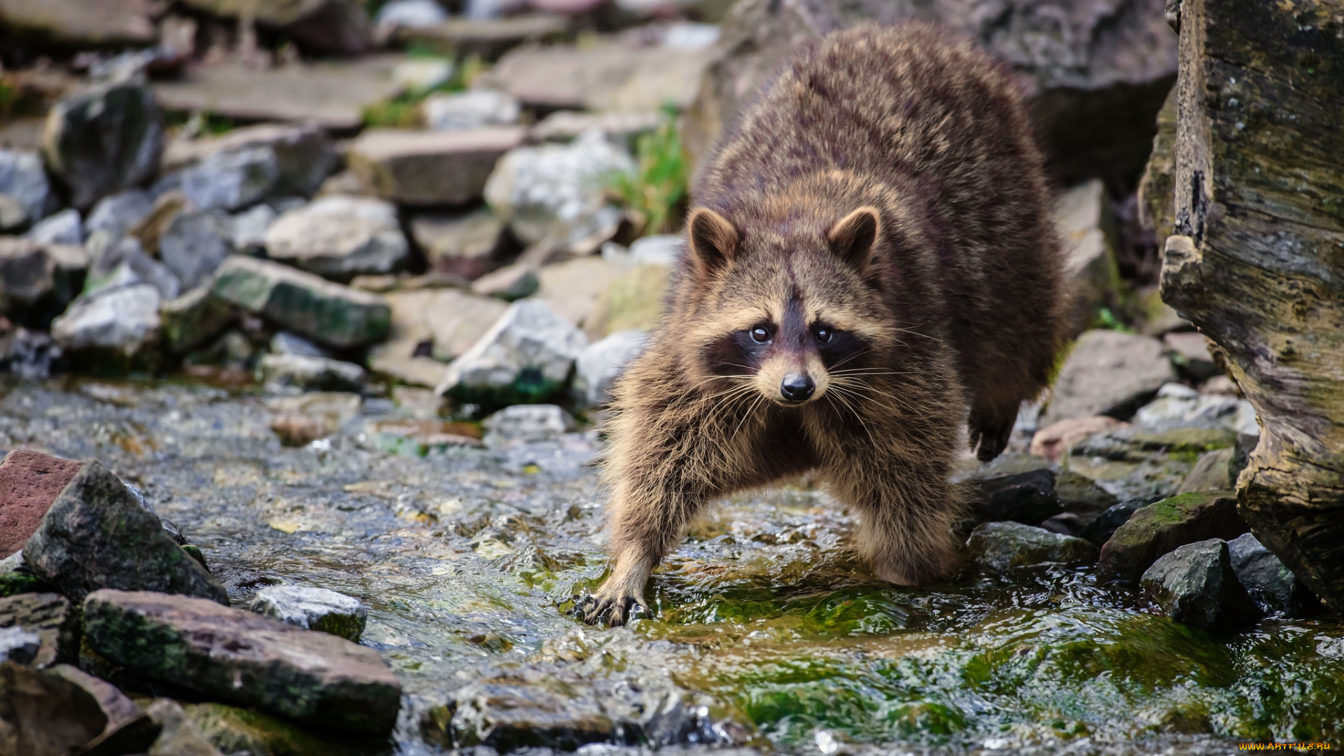 животные, еноты, река, полоскун