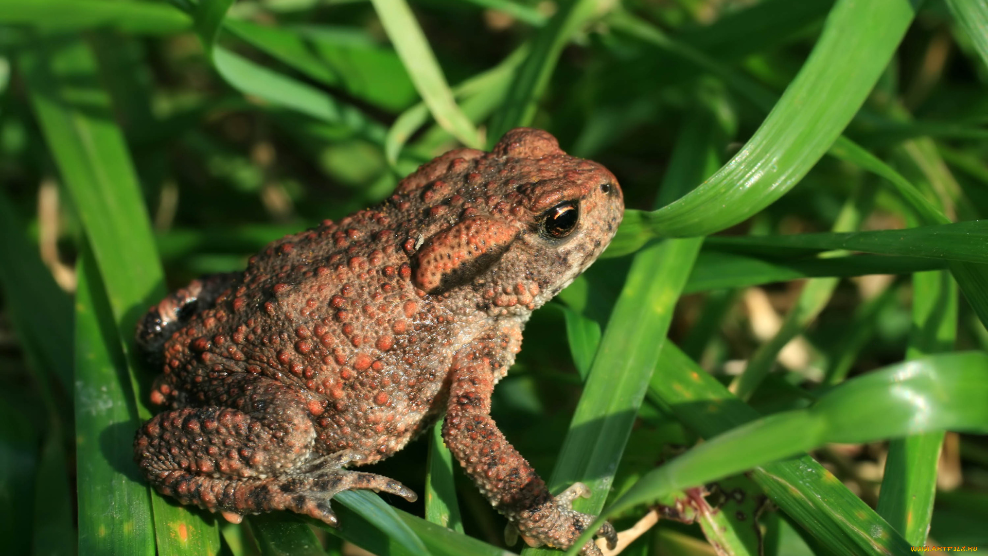животные, лягушки, трава, жаба