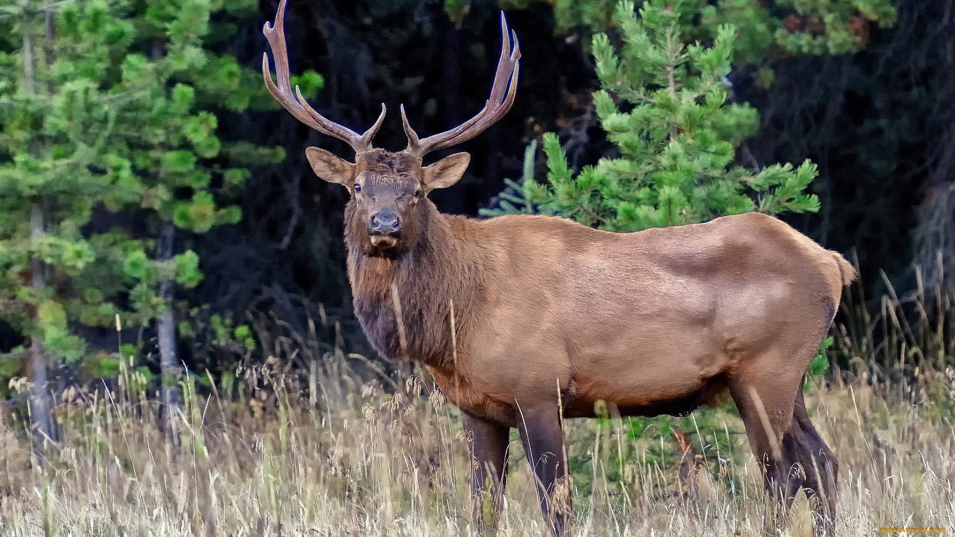 животные, олени, лес
