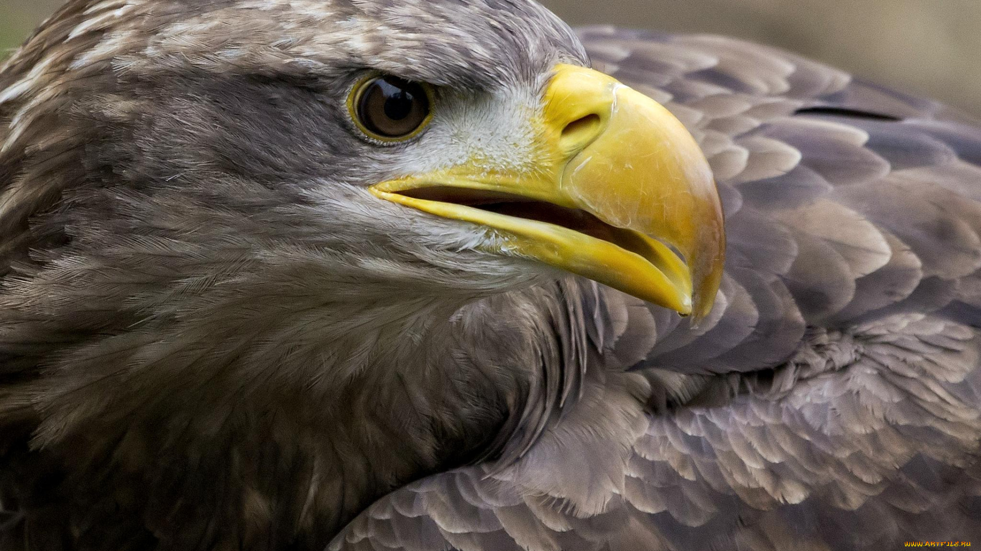 животные, птицы, хищники, клюв, хищник, беркут