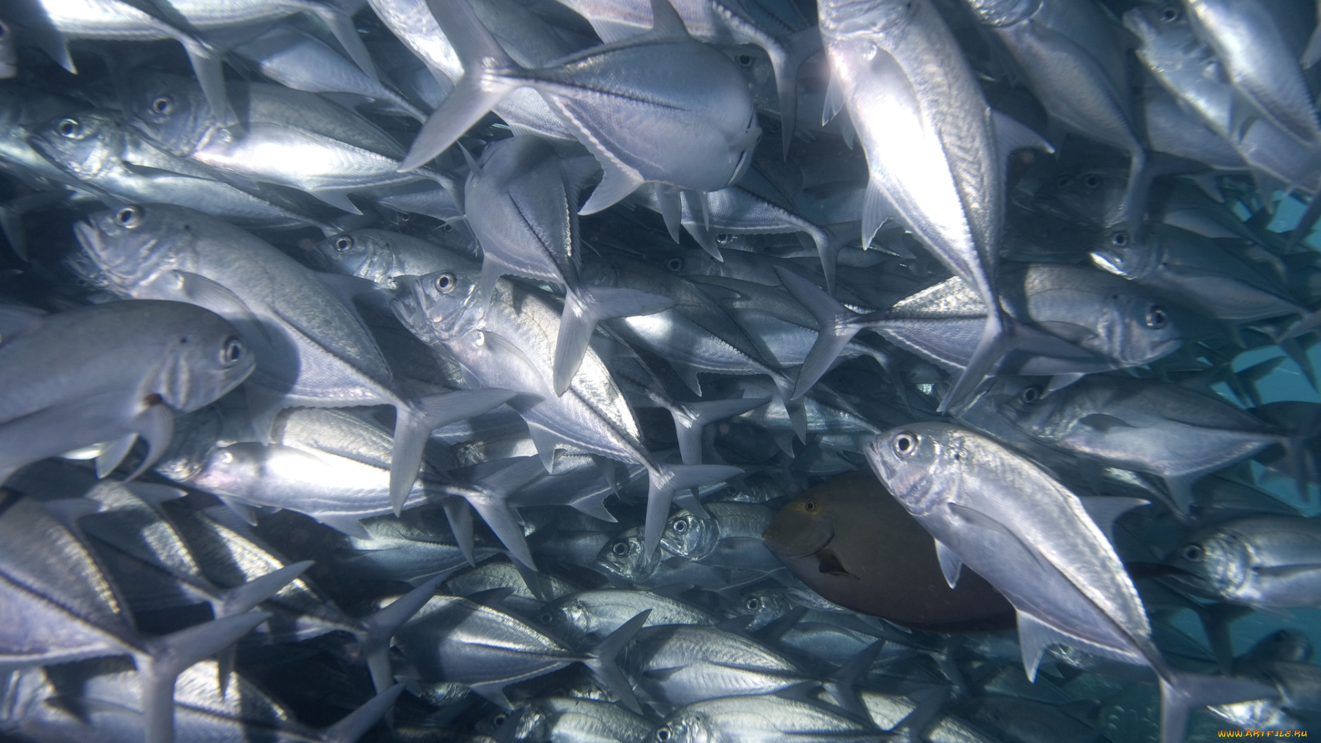 животные, рыбы, косяк, много