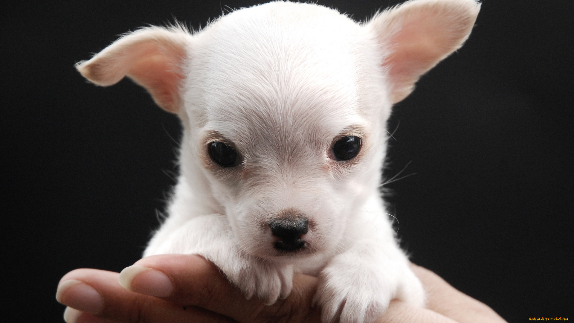 животные, собаки, щенок