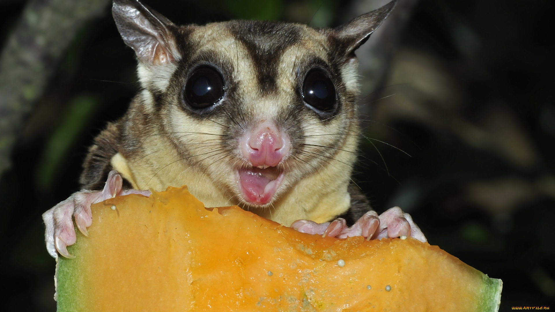 животные, сони, карликовая, сумчатая, летяга, сахарная, сахарный, летающий, поссум