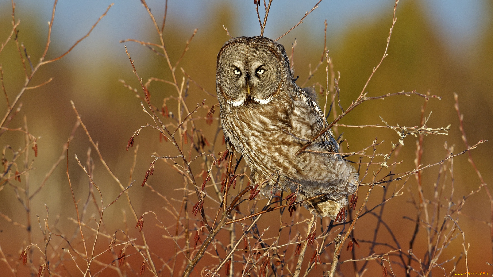 животные, совы, неясыть