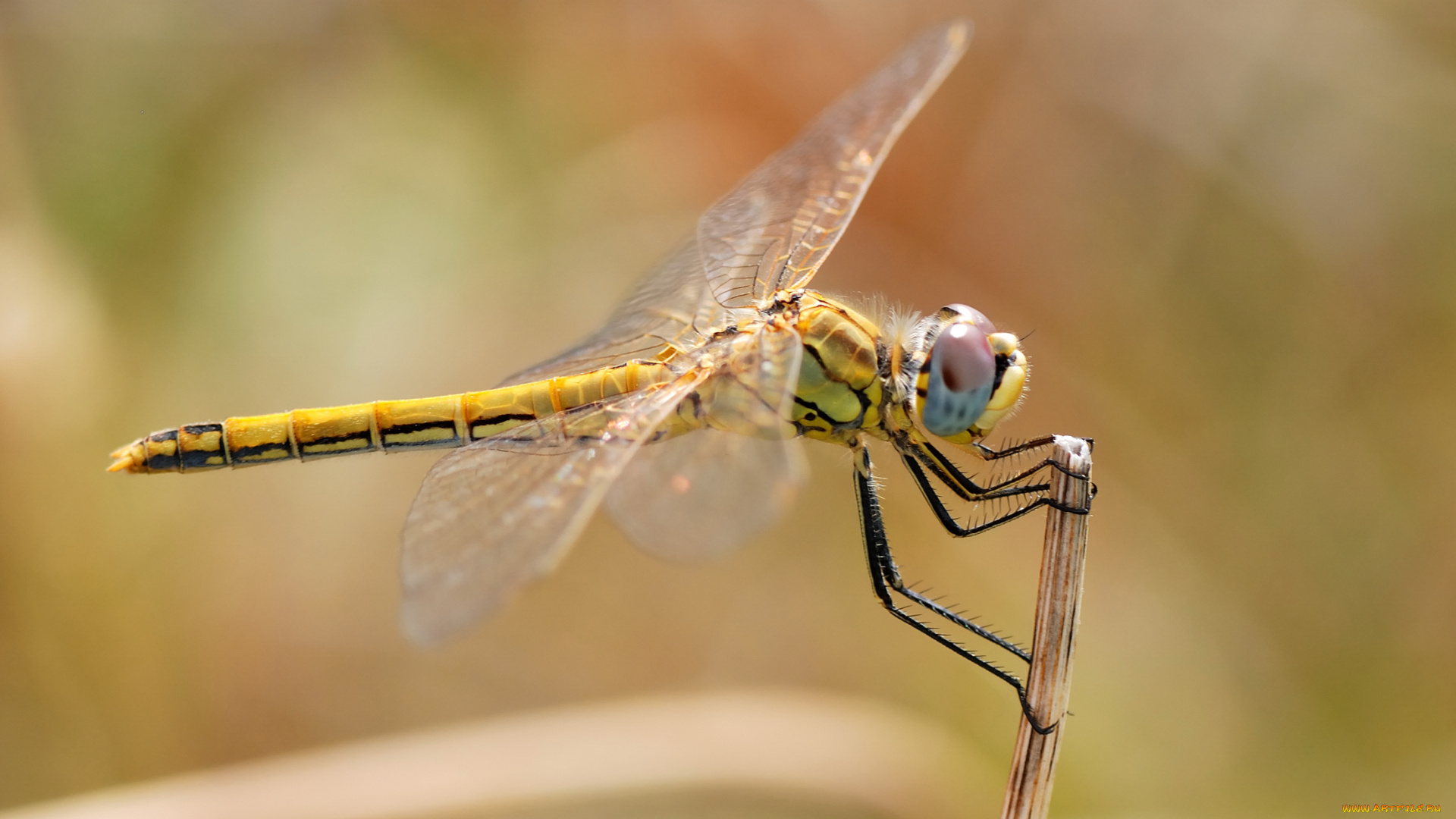 животные, стрекозы, палка, яркая, стрекоза, желтая