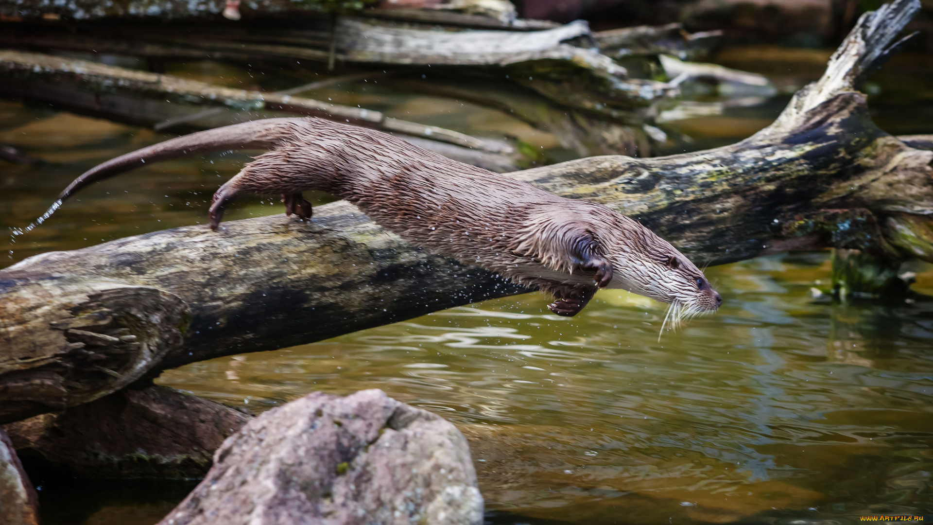 животные, выдры, каланы, ондатры, прыжок, вода, выдра