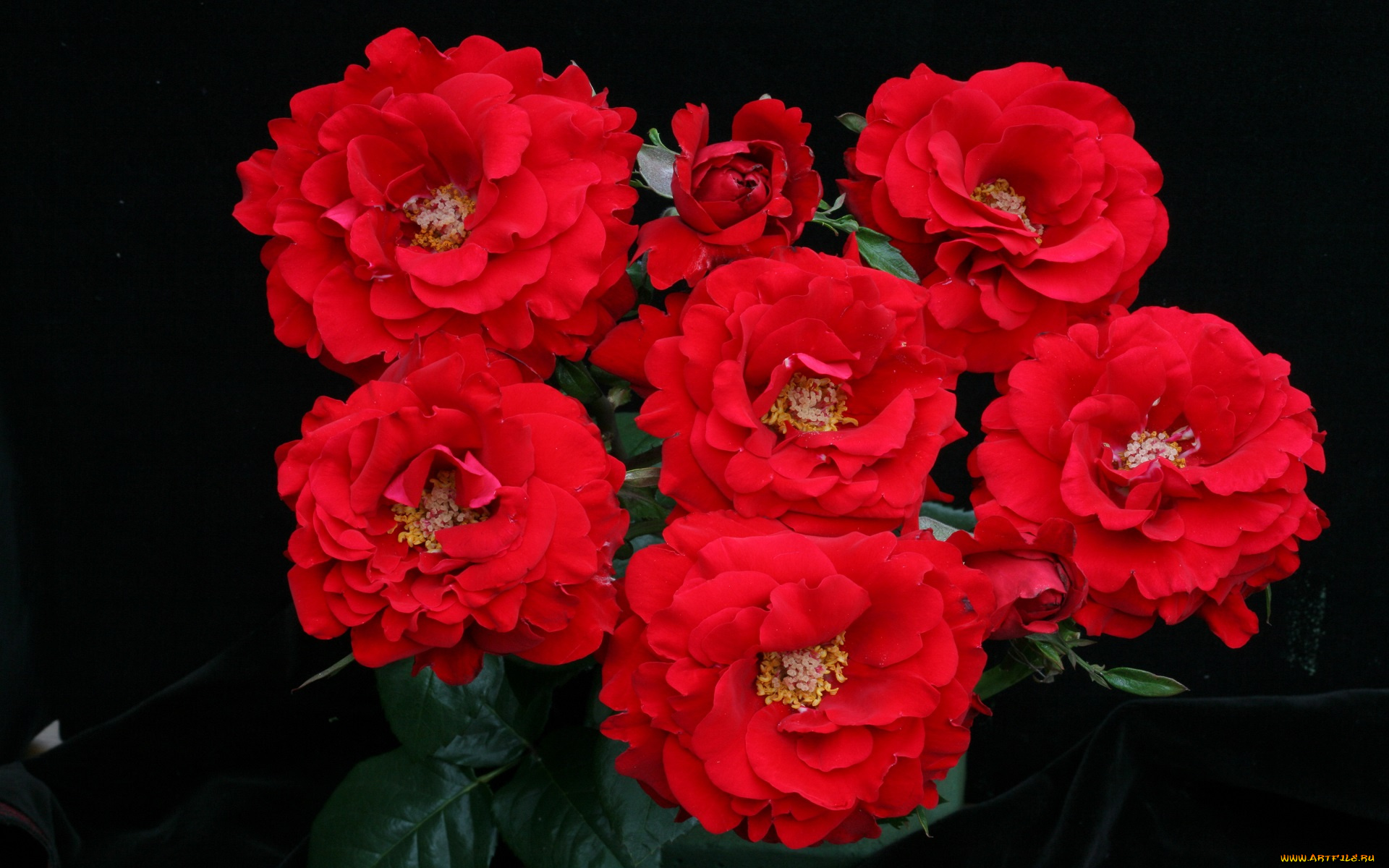 цветы, розы, красный