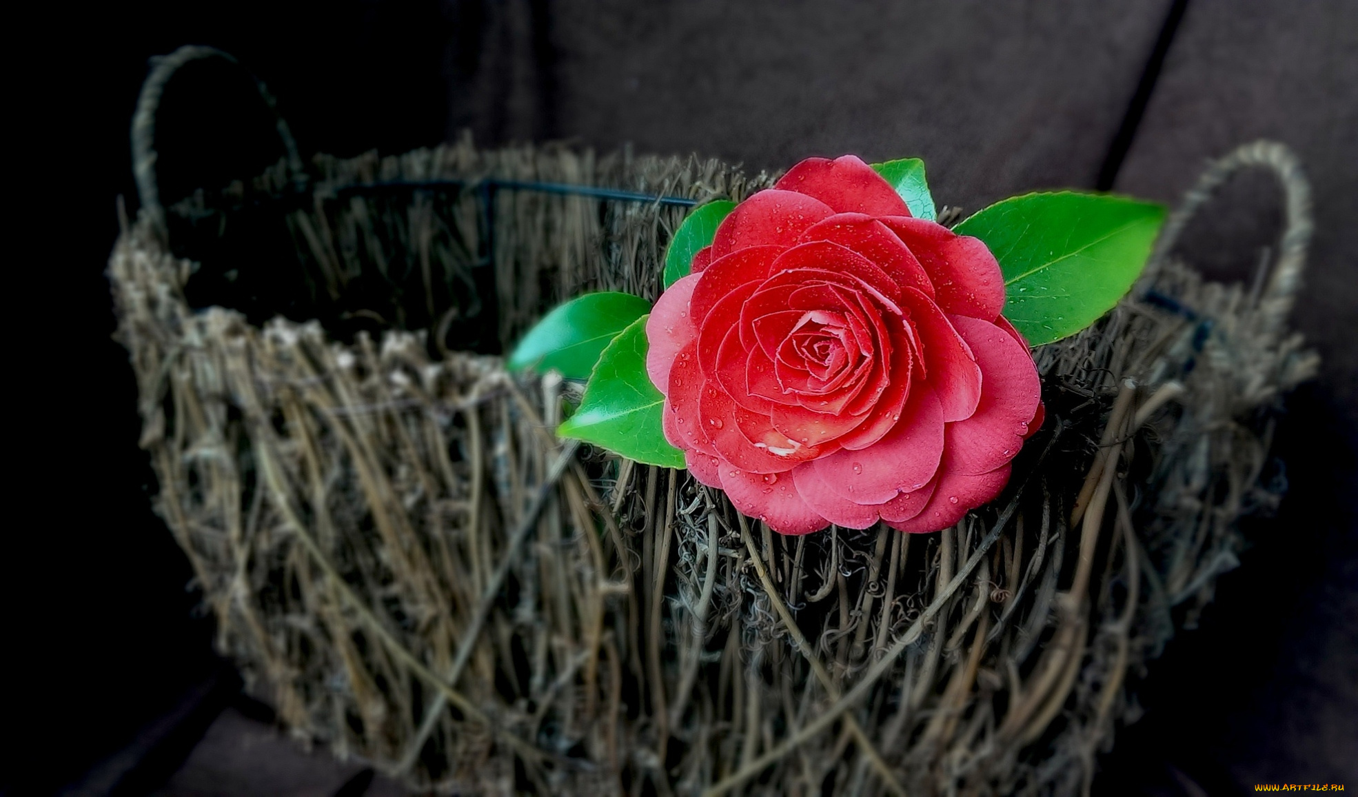 цветы, камелии, корзинка, красный