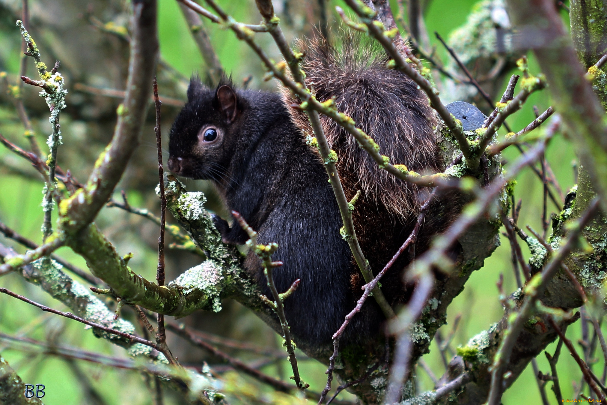 животные, белки, черный, зверек