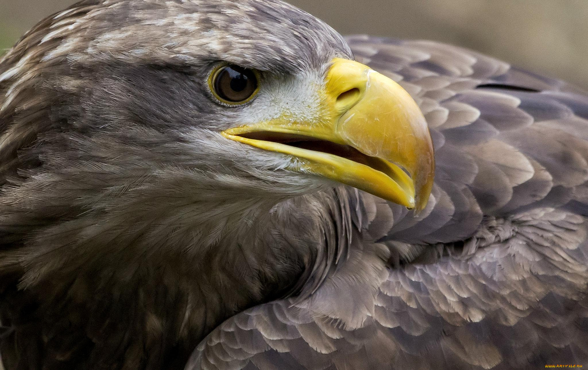 животные, птицы, хищники, клюв, хищник, беркут