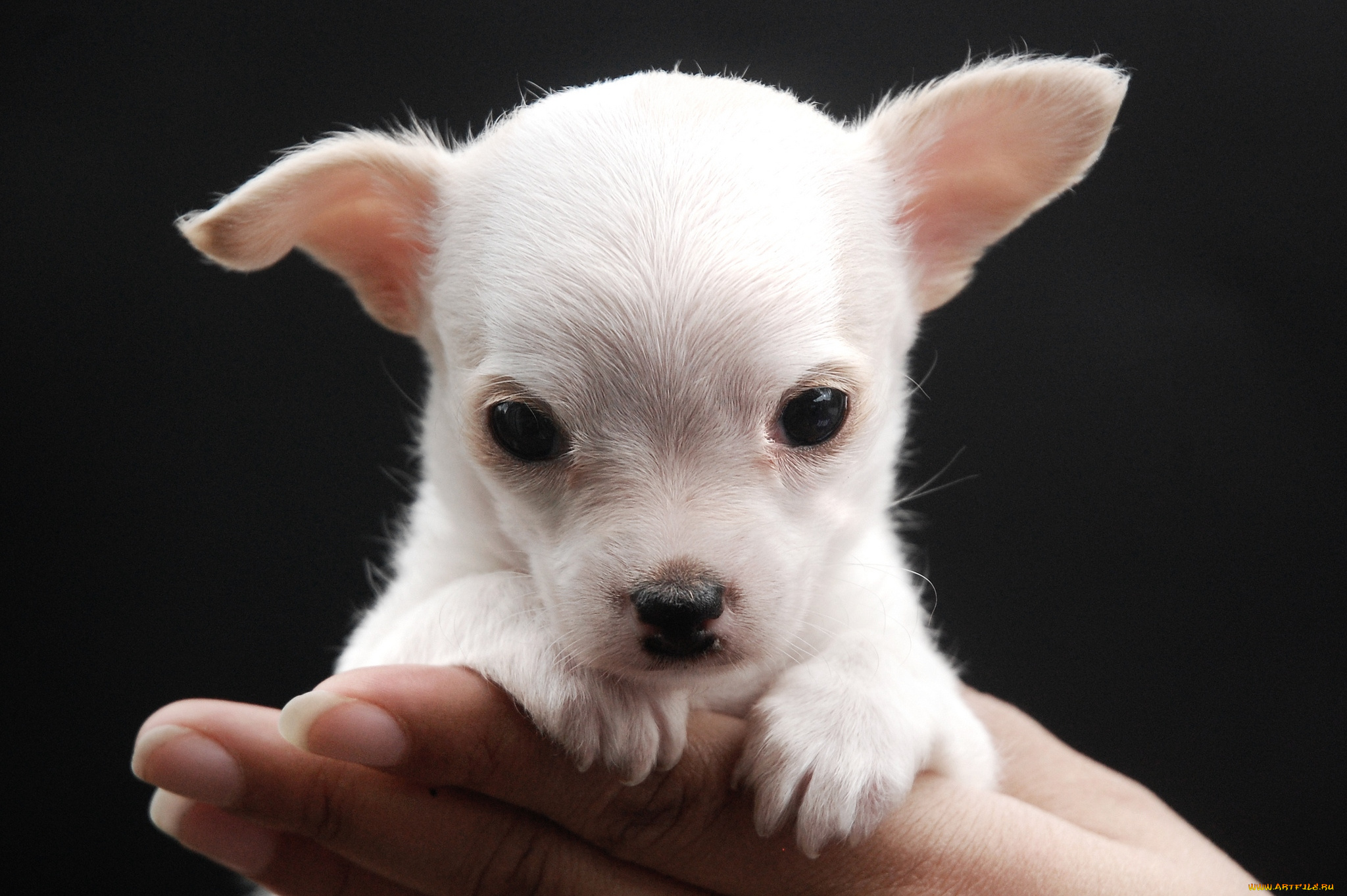 животные, собаки, щенок