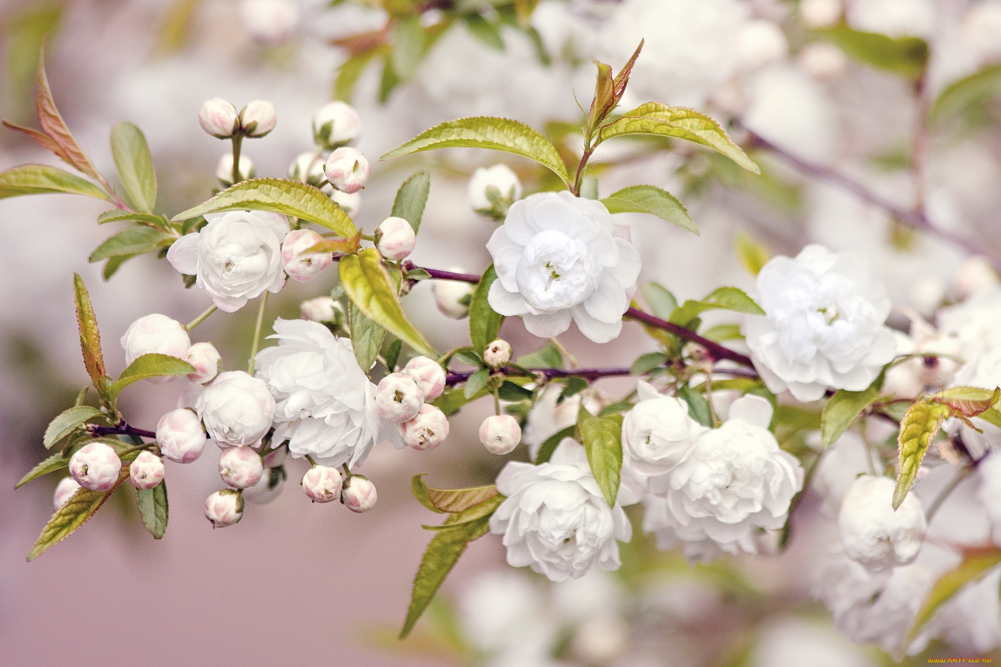 цветы, цветущие, деревья, кустарники, бутоны, цветение, ветка