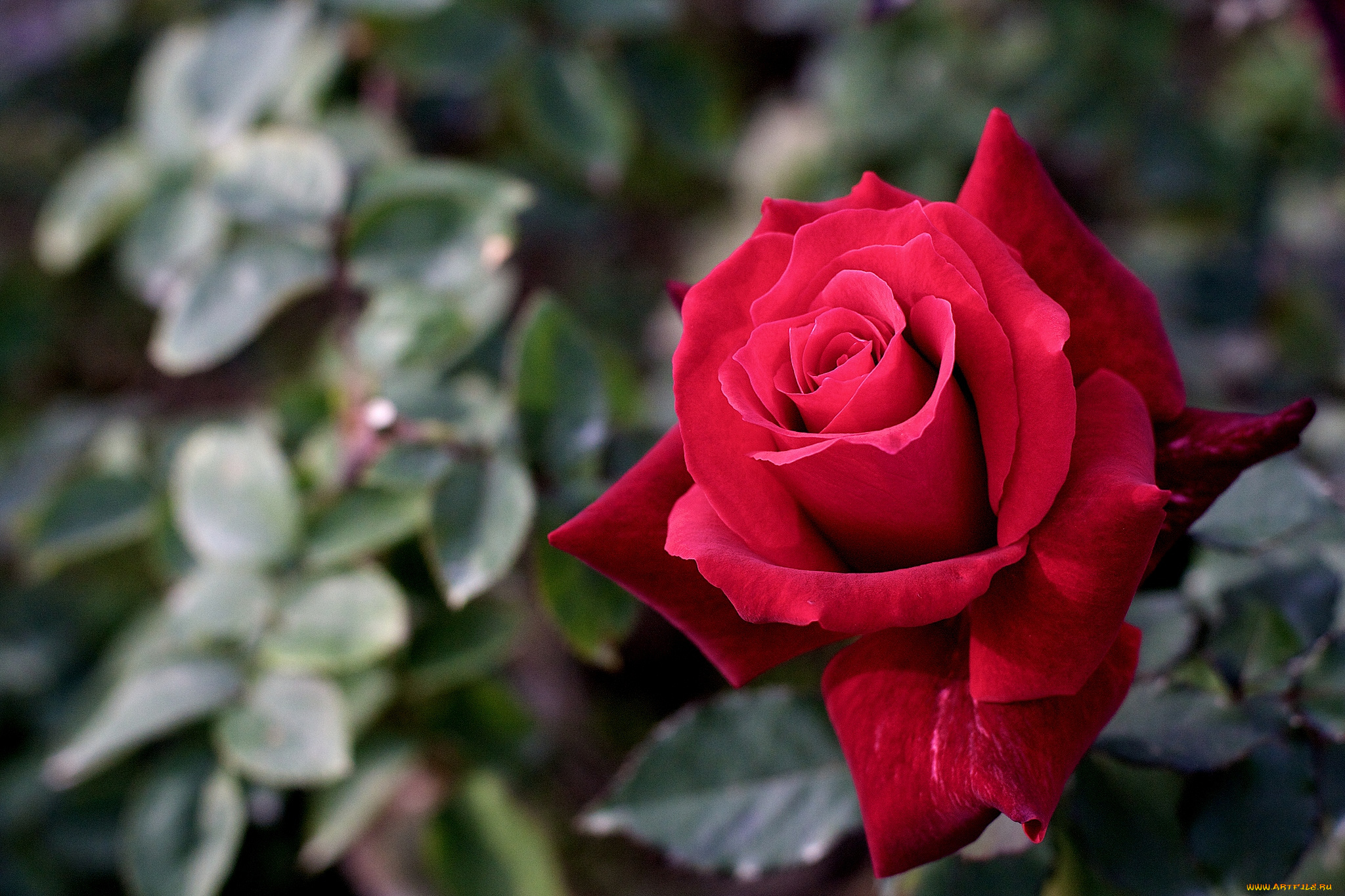 цветы, розы, красный, лепестки