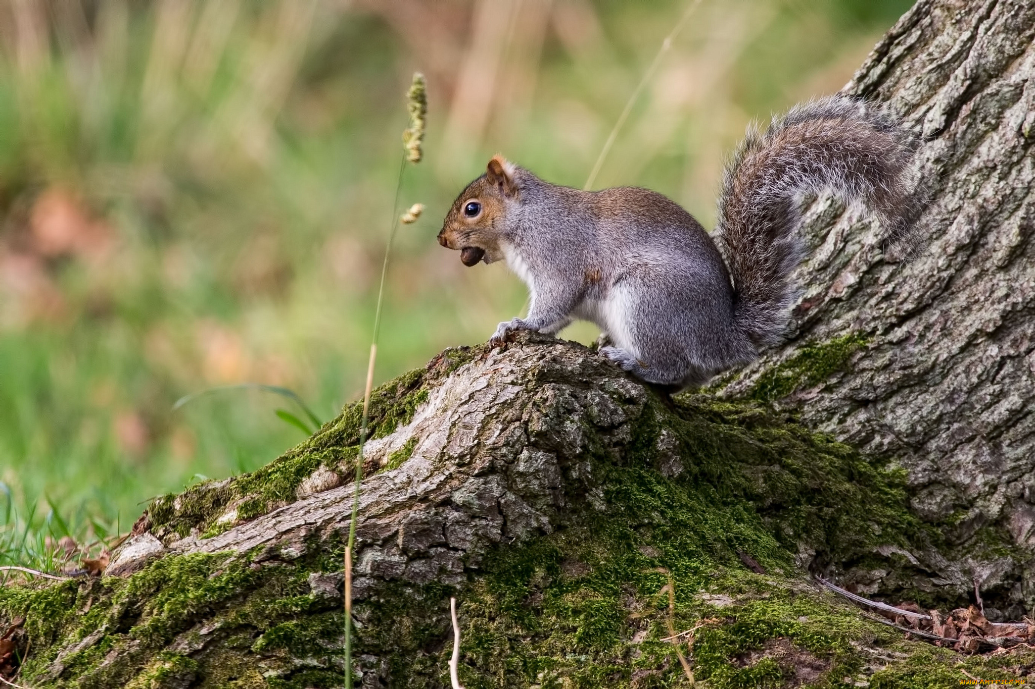 животные, белки, дерево, мох, травинка