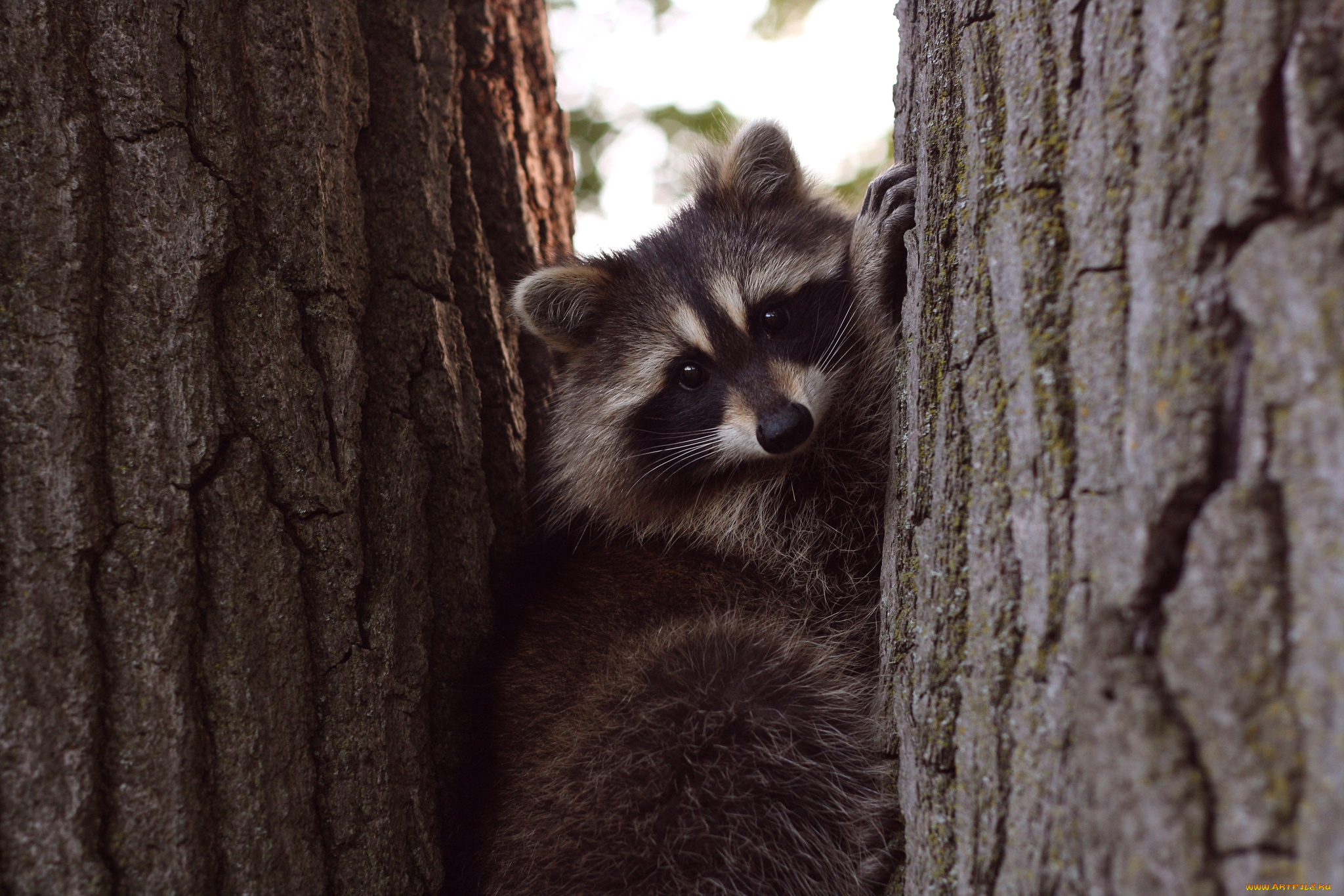 животные, еноты, дерево, мордочка