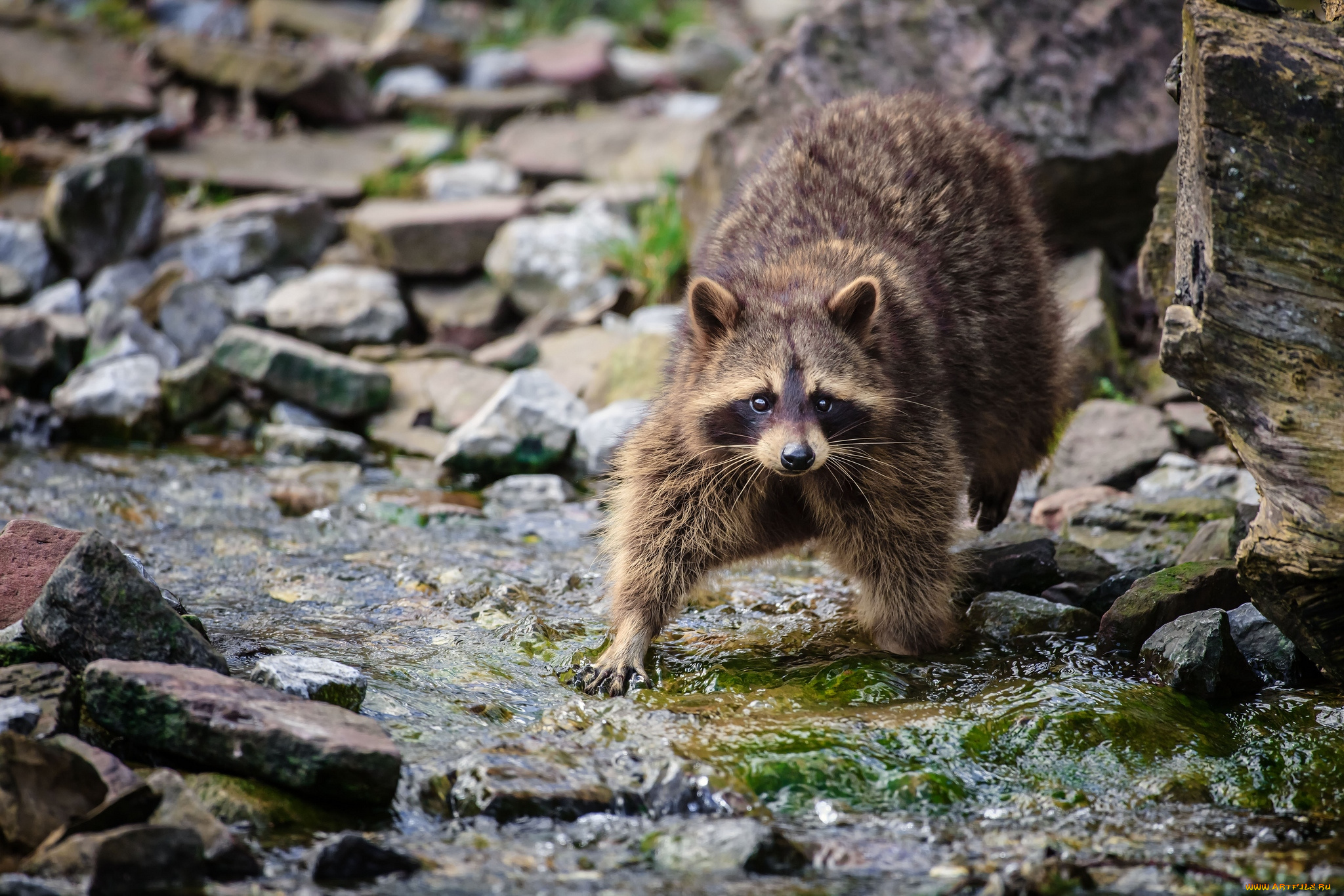 животные, еноты, река, полоскун