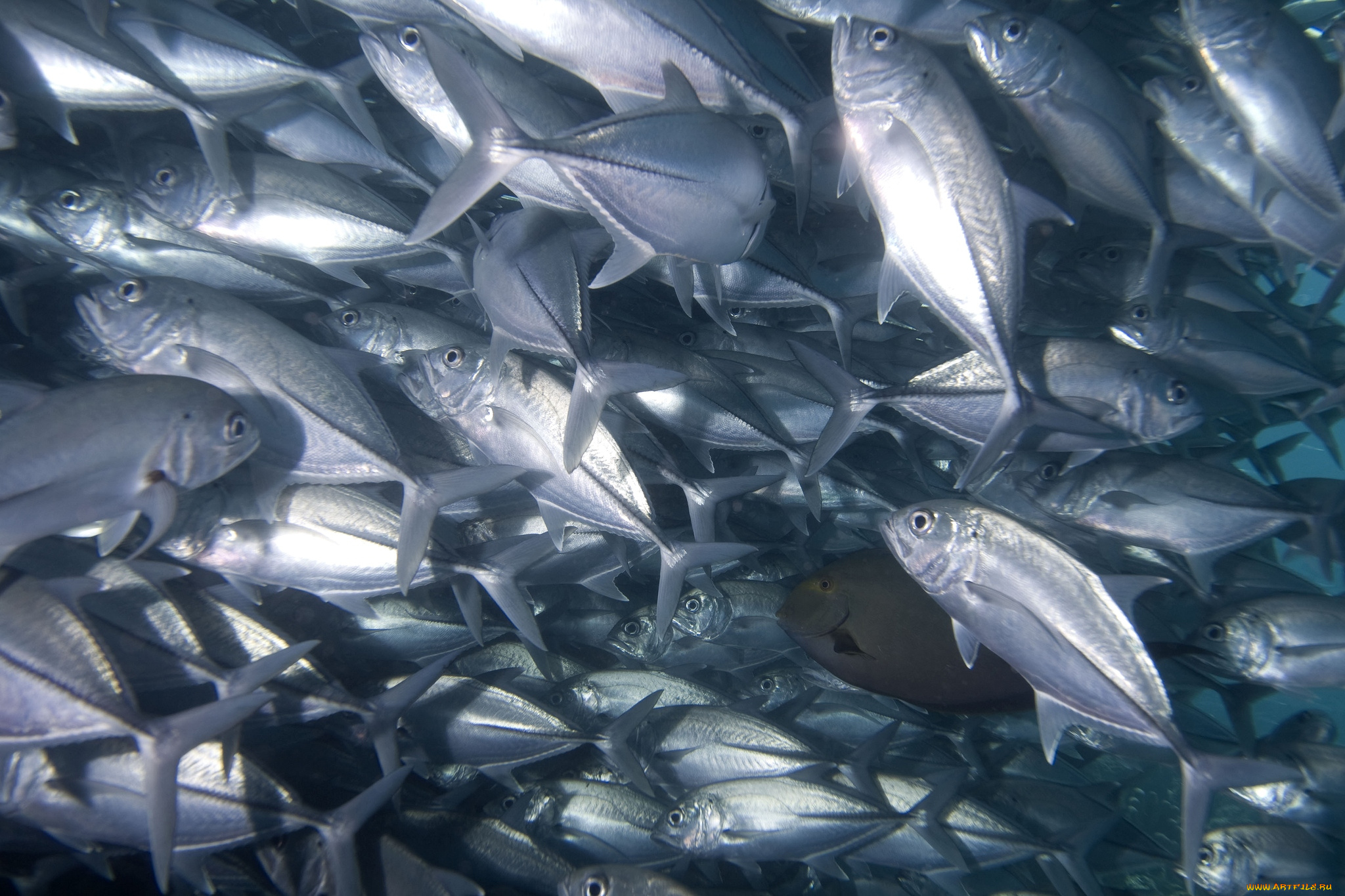 животные, рыбы, косяк, много