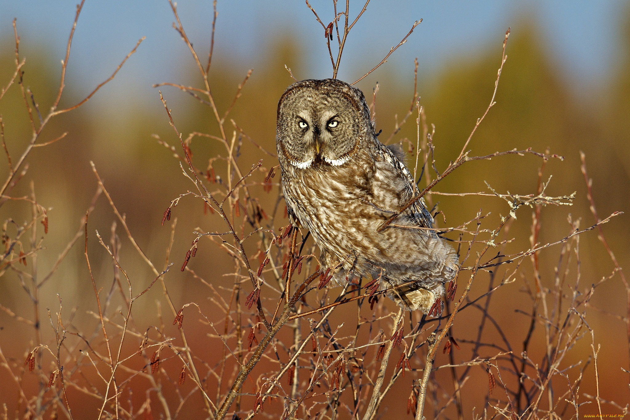 животные, совы, неясыть