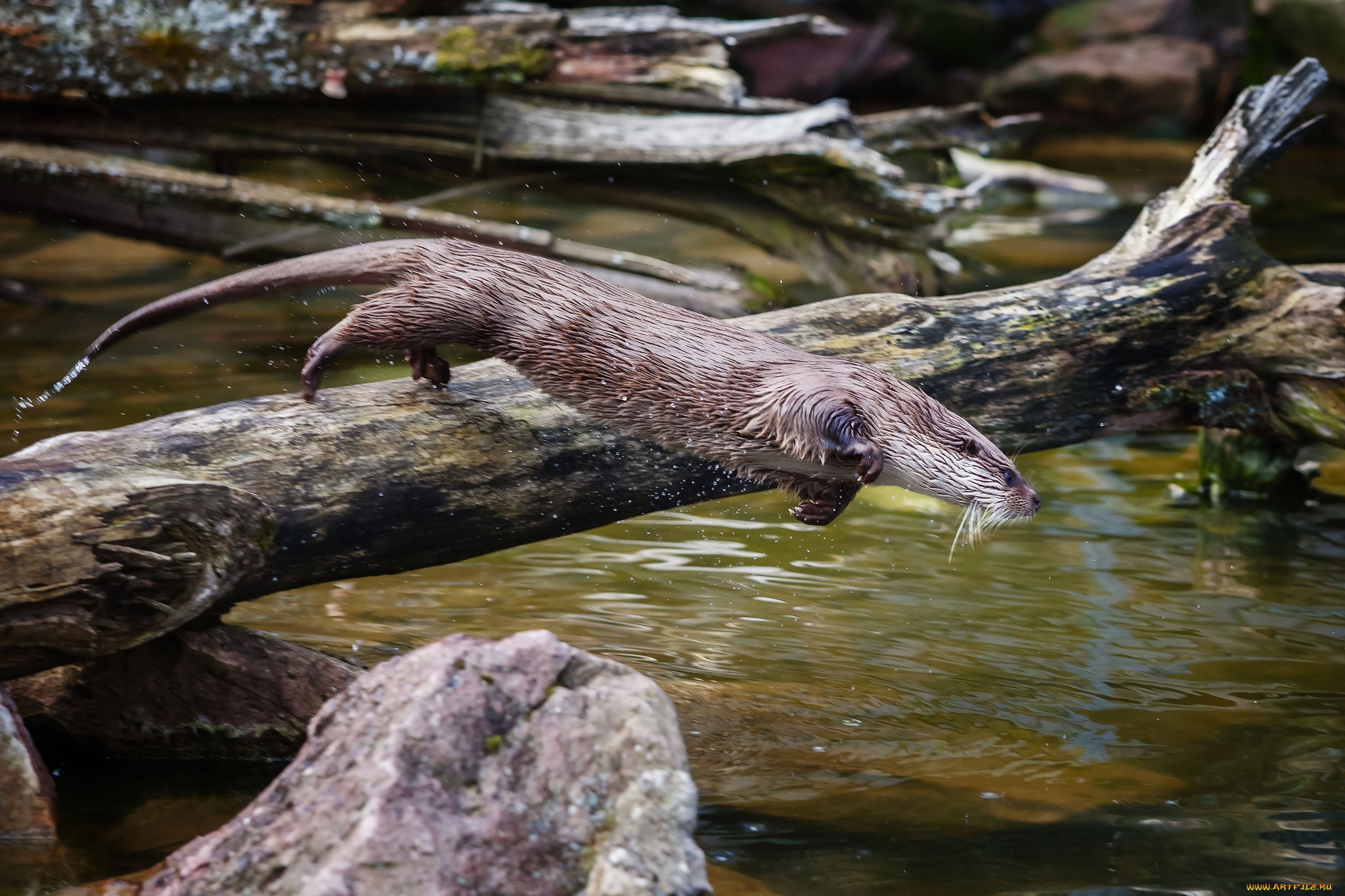 животные, выдры, каланы, ондатры, прыжок, вода, выдра
