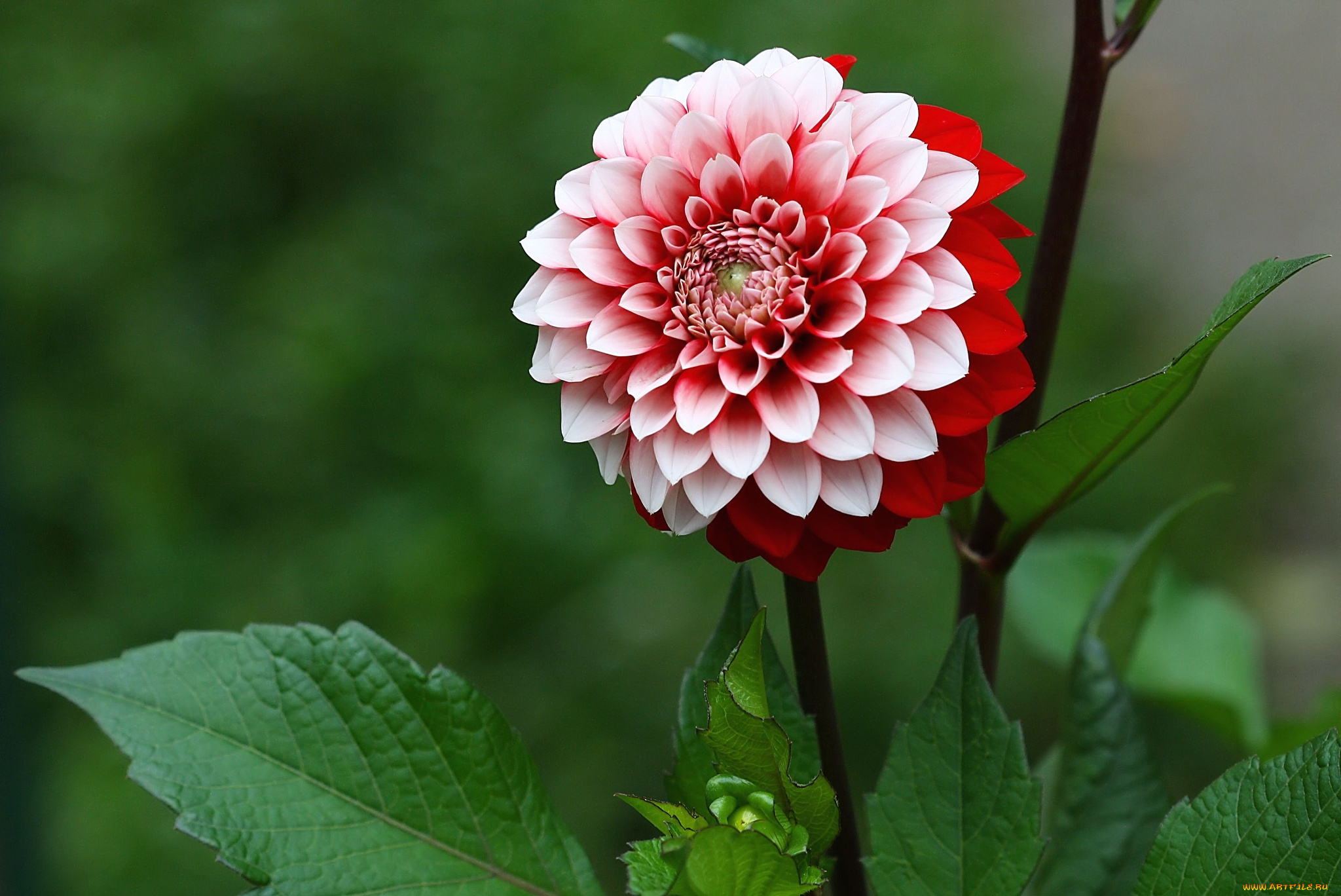 цветы, георгины, круглый