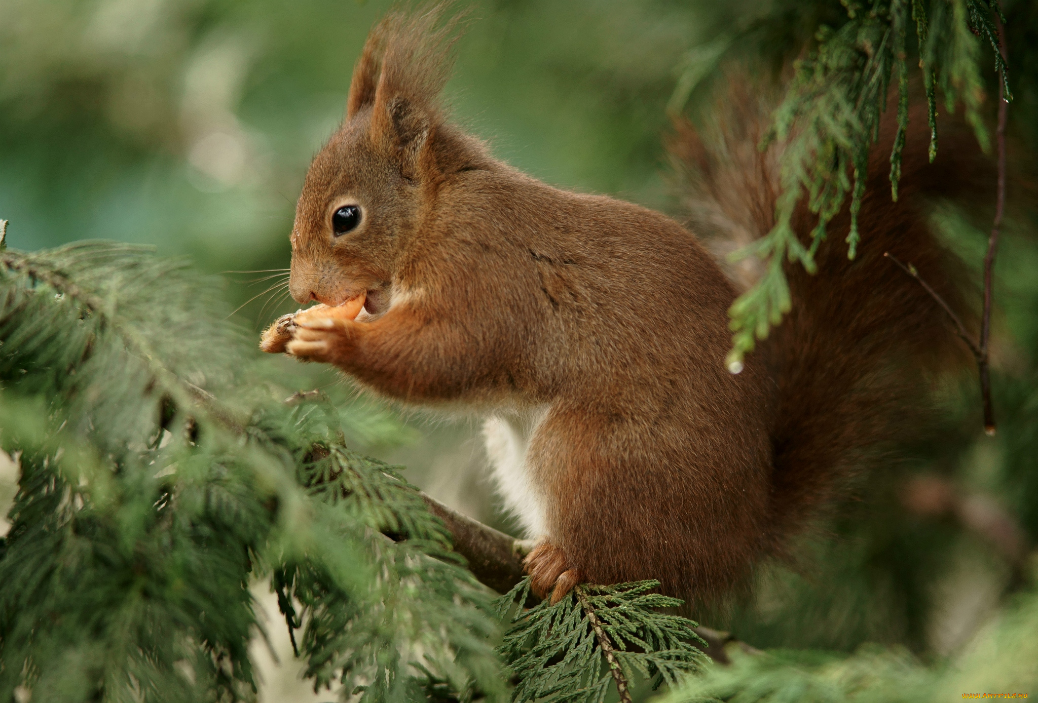 животные, белки, рыжая, елка