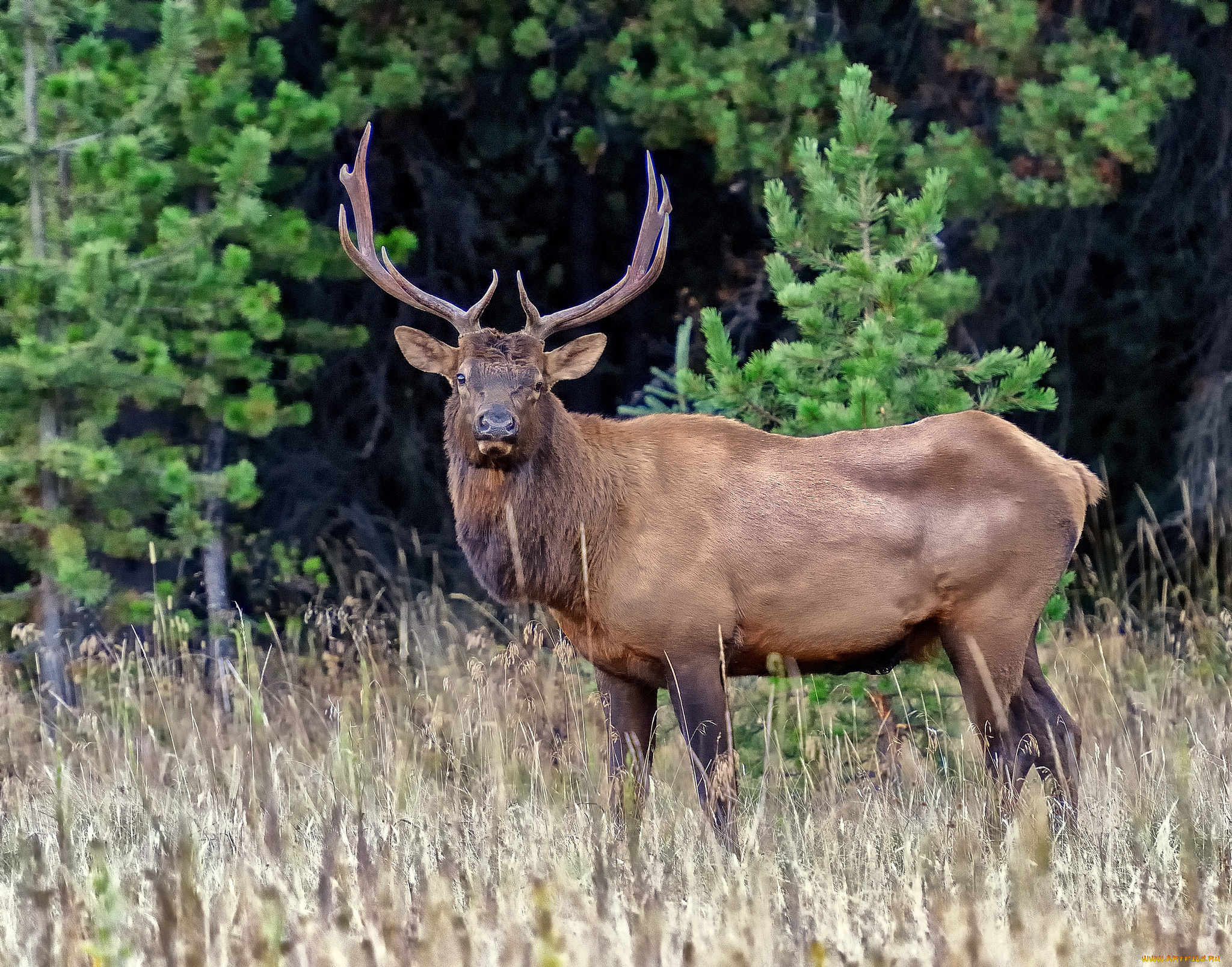 животные, олени, лес