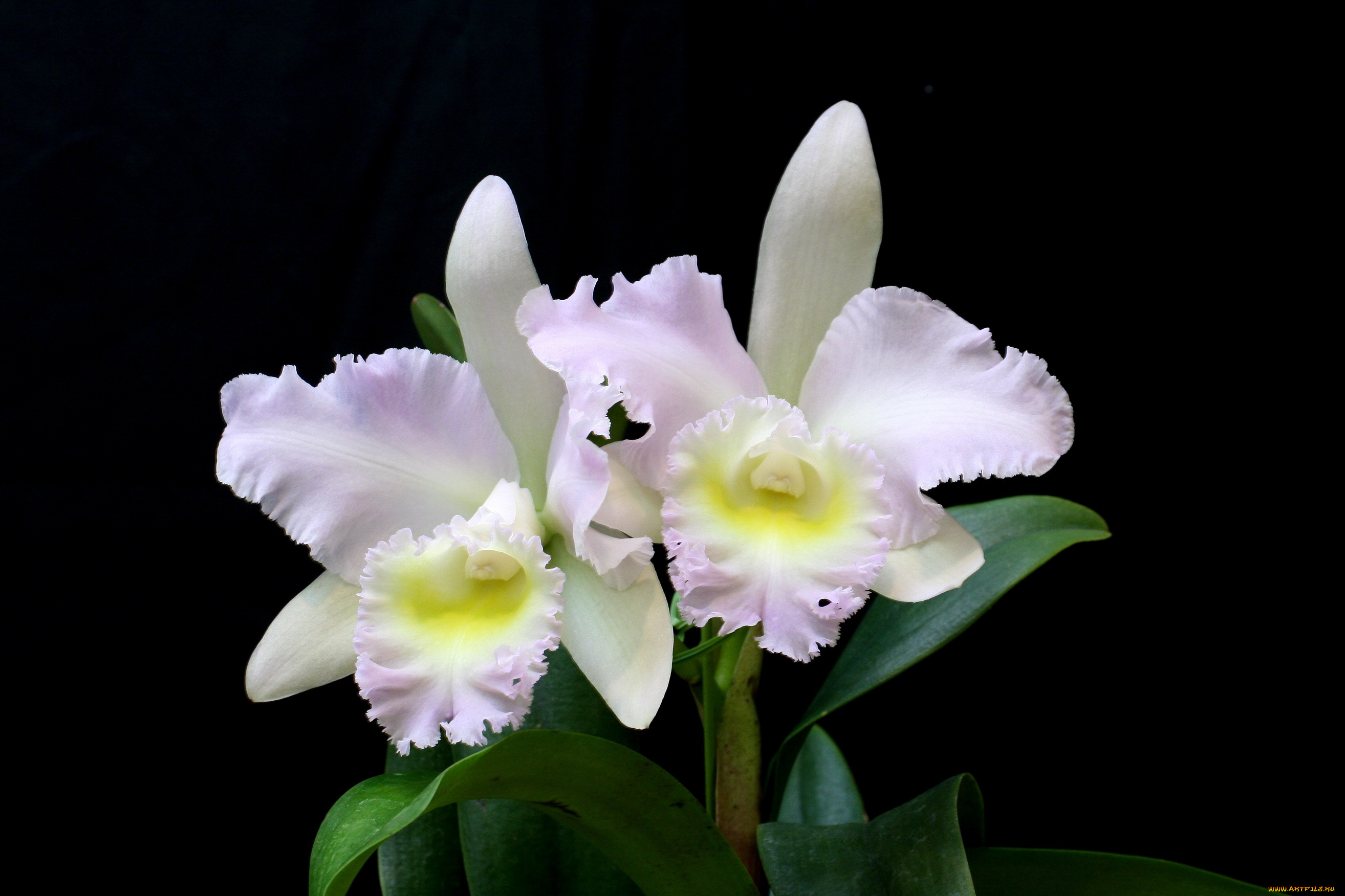 цветы, орхидеи