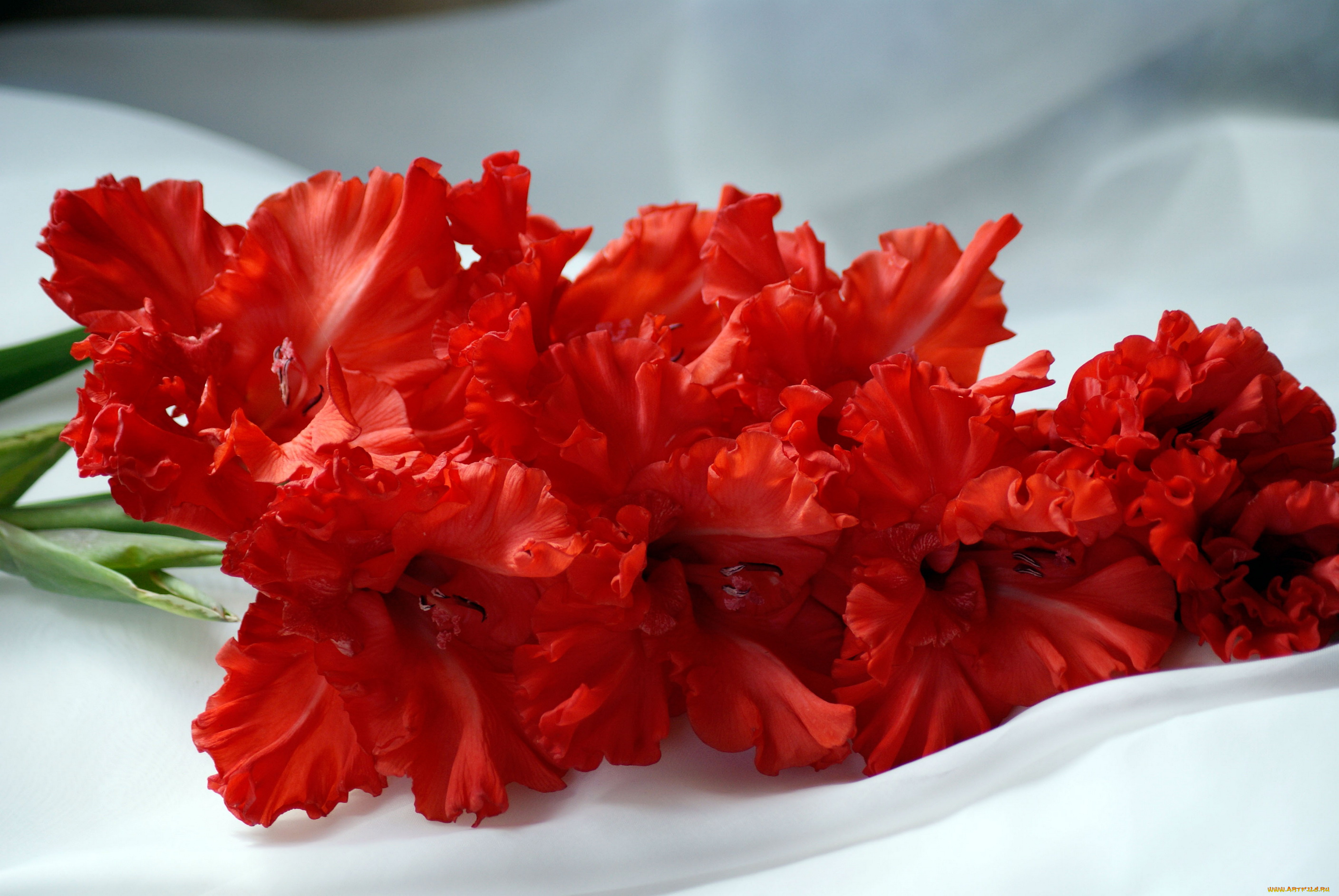 цветы, гладиолусы, гладиолус