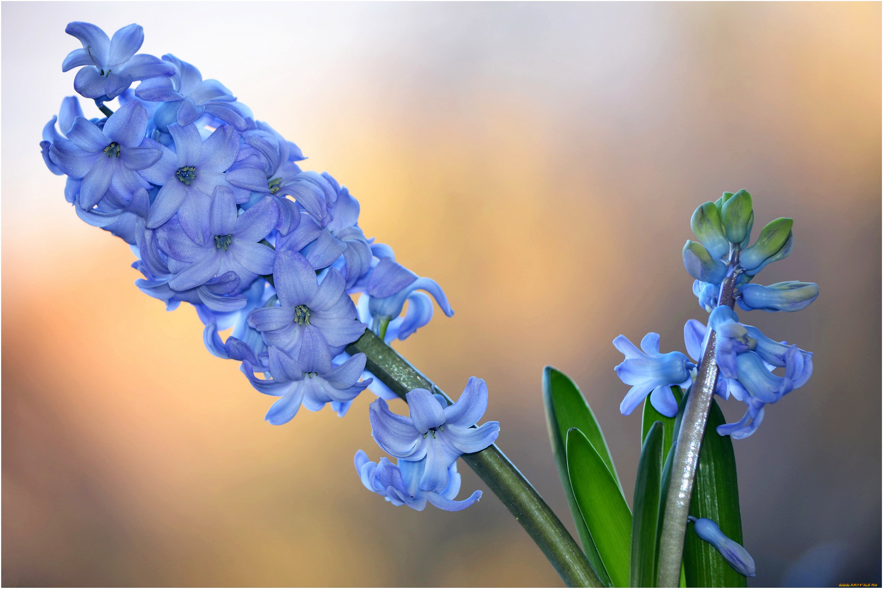цветы, гиацинты, синий