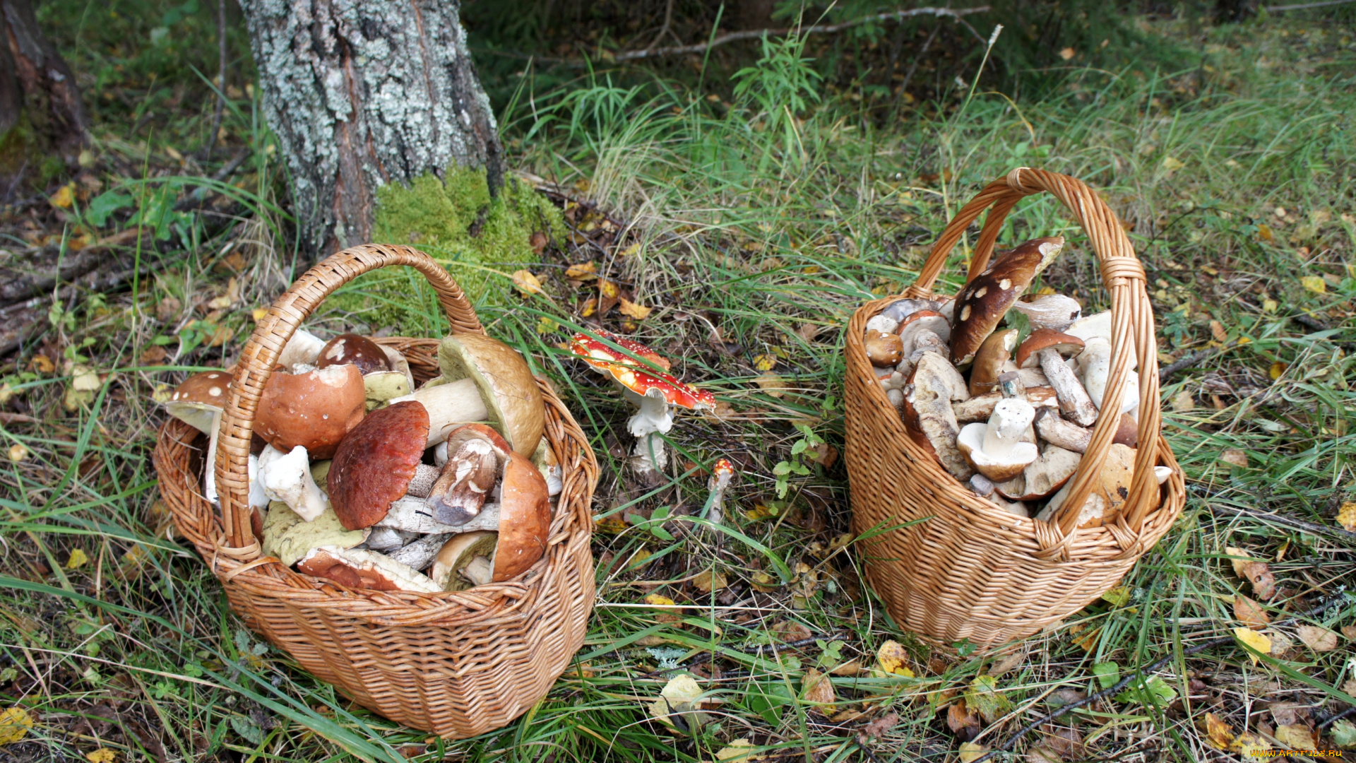 еда, грибы, , грибные, блюда, корзинки