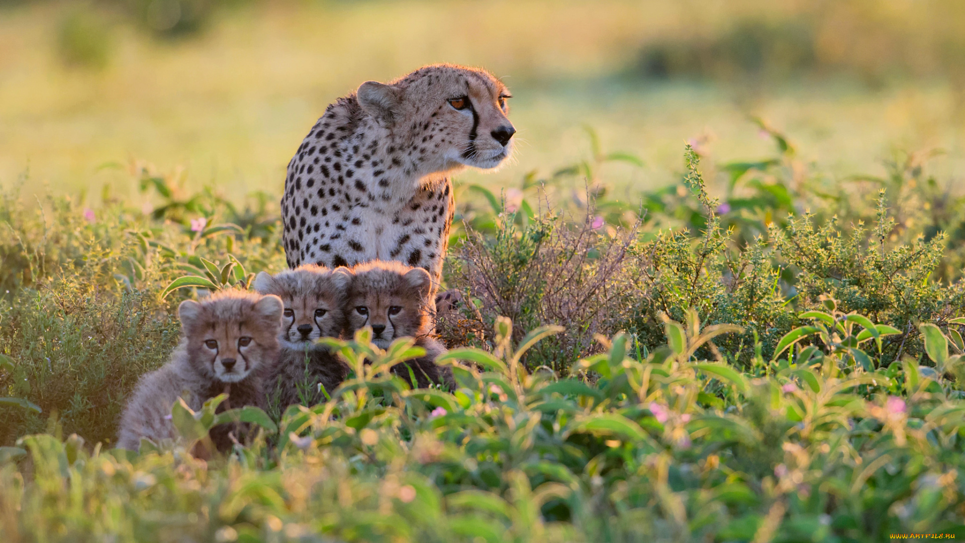 животные, гепарды, кусты, танзания, африка
