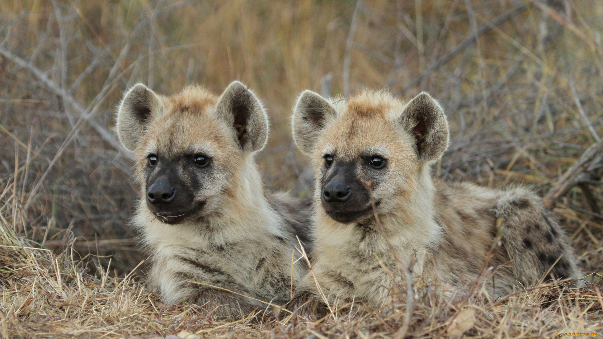 животные, гиены, , гиеновые, собаки, собаки, гиеновые