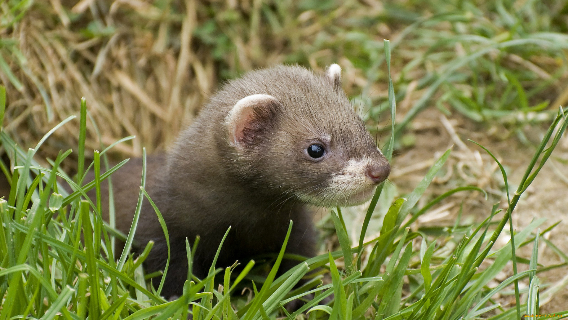 животные, хорьки, , куницы, , горностаи, , ласки, , соболи, горностай