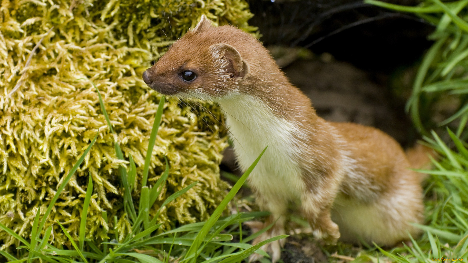 животные, хорьки, , куницы, , горностаи, , ласки, , соболи, горностай