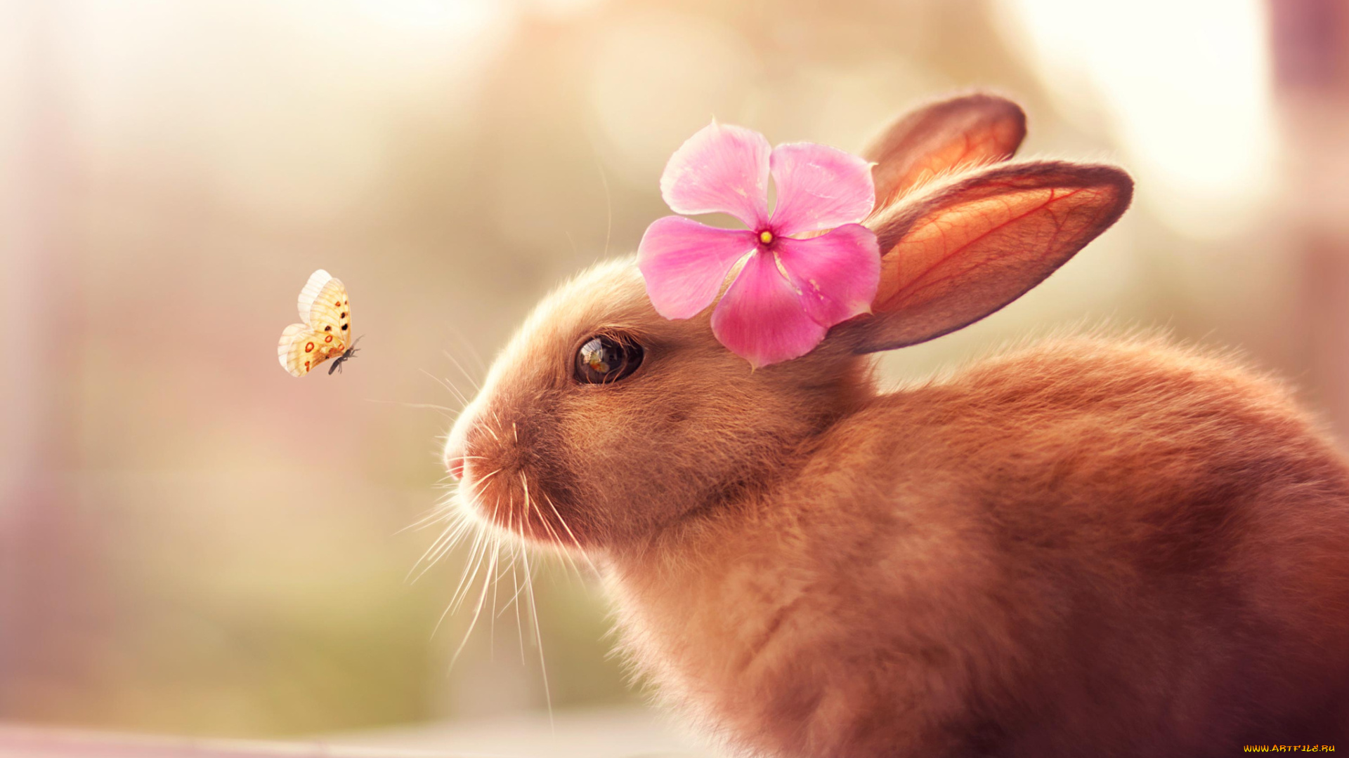 животные, кролики, , зайцы, кролик, бабочка, цветок, шерсть, уши