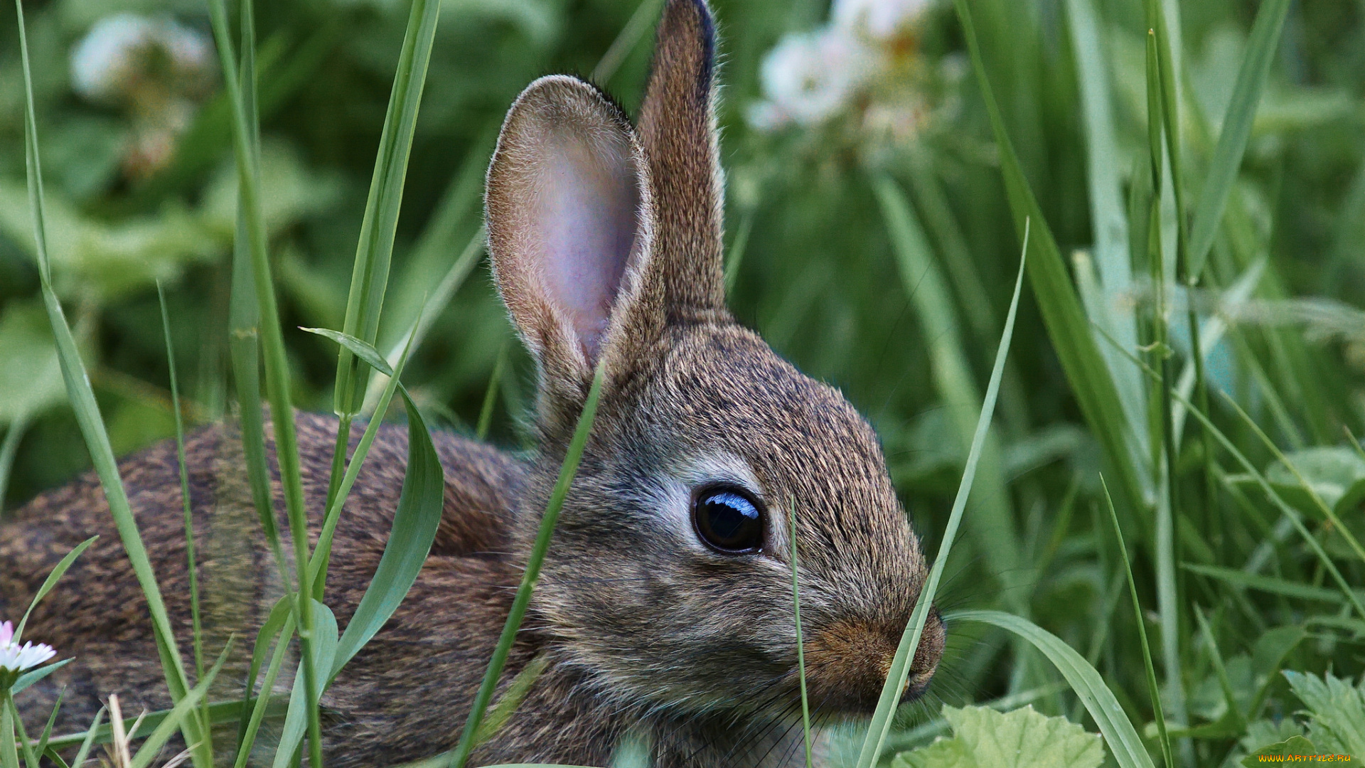 животные, кролики, , зайцы, зайчишка