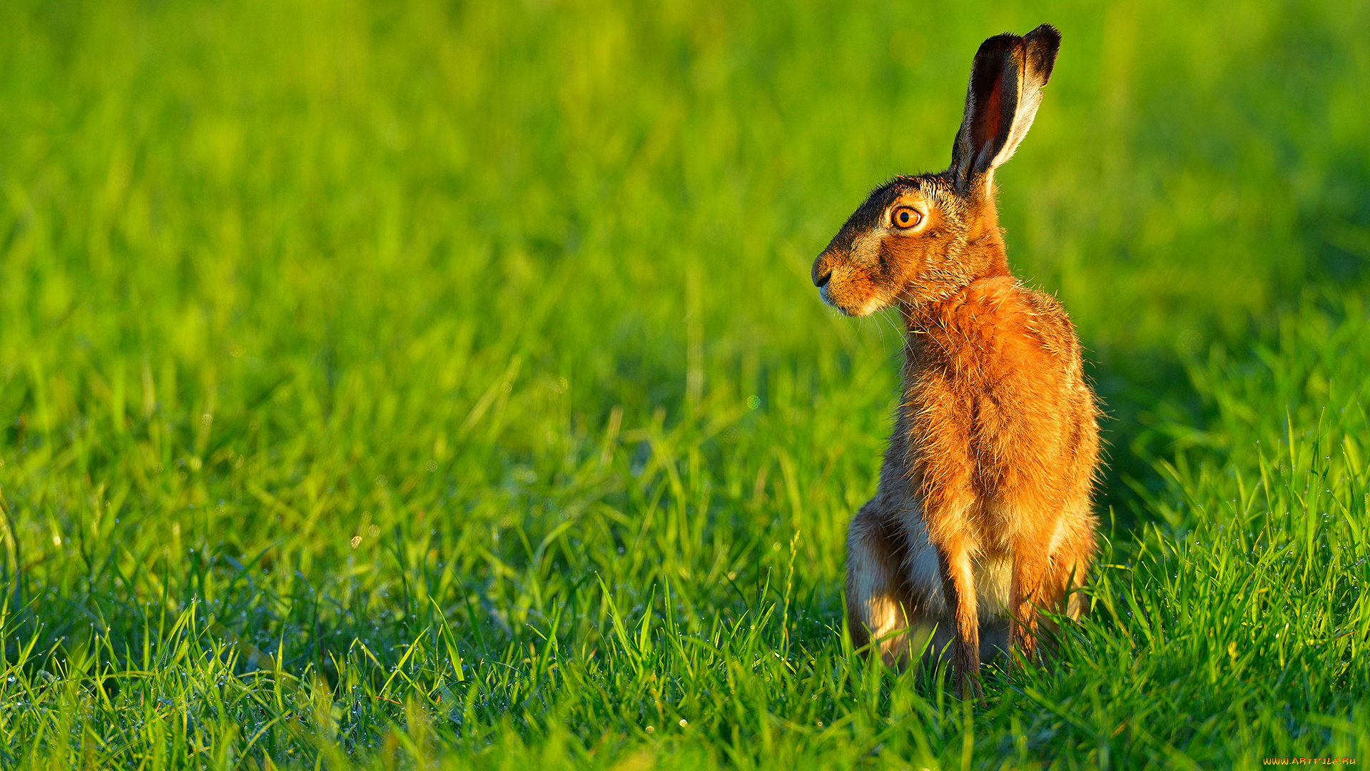 животные, кролики, , зайцы, заяц, утро, роса, трава