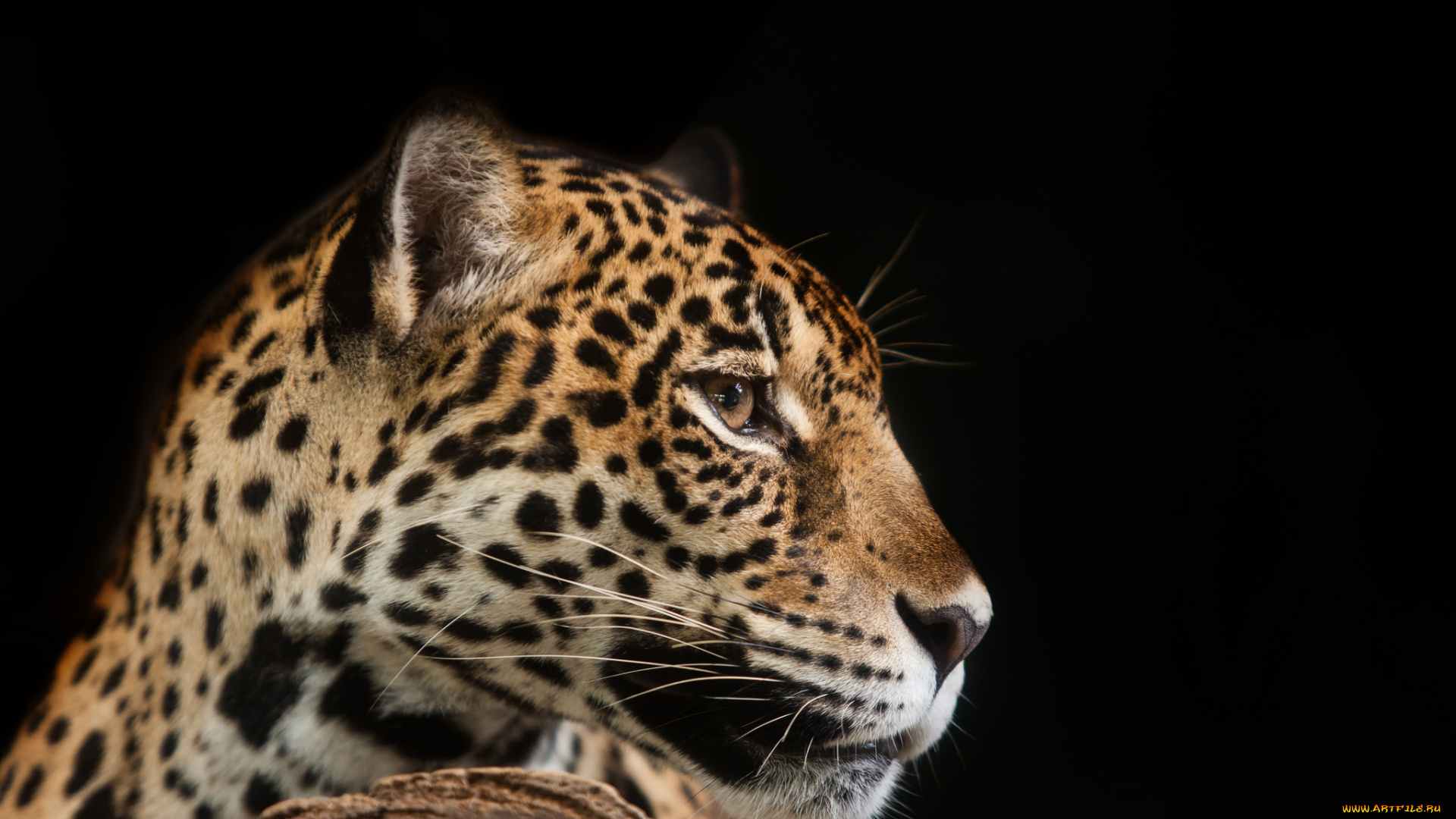 животные, леопарды, леопард