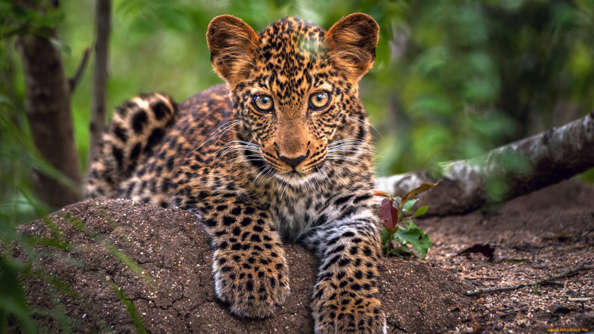 животные, леопарды, леопард, маленький, листва, деревья