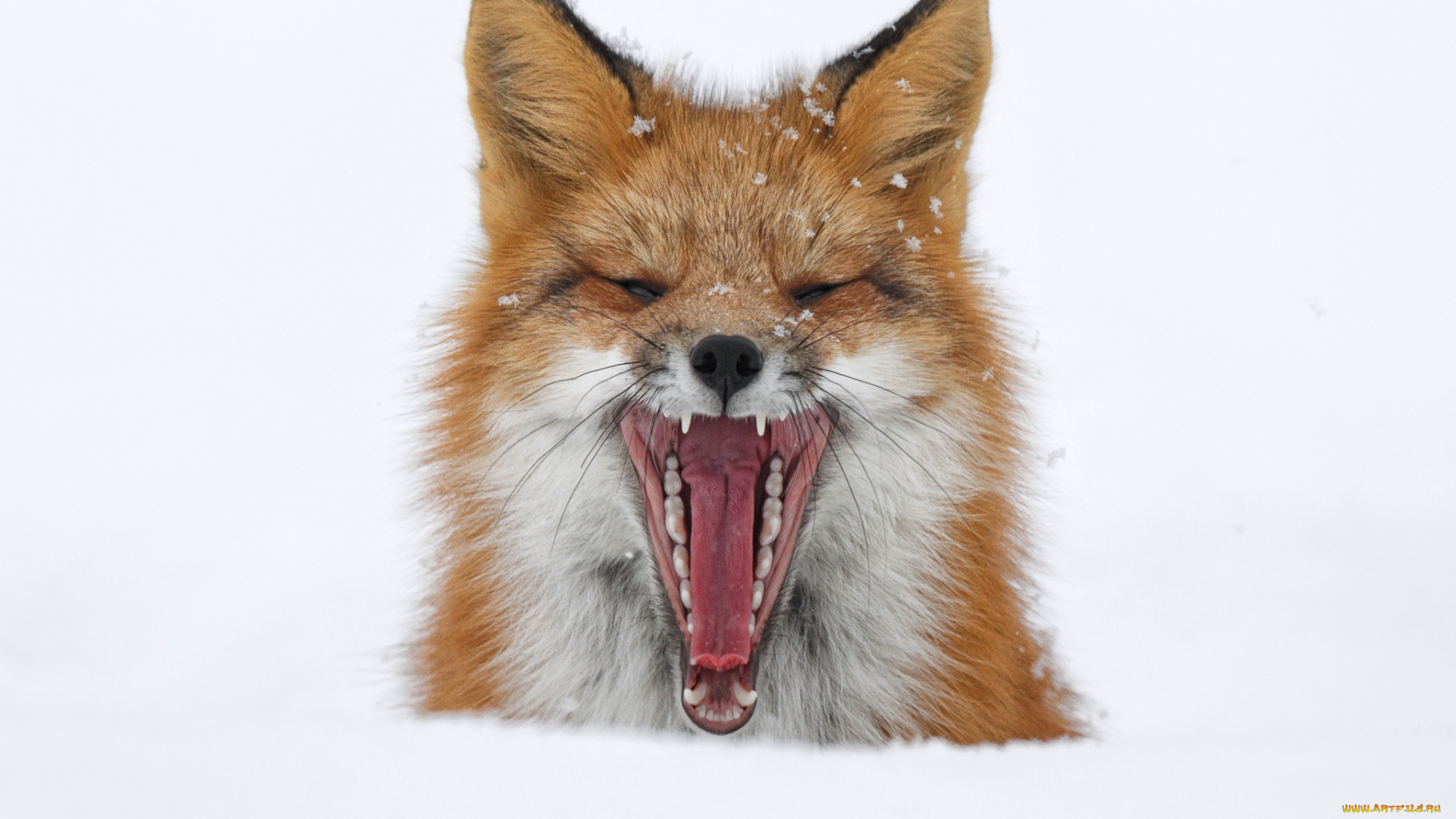 животные, лисы, пасть, зевает, лиса, лис, снег, зима
